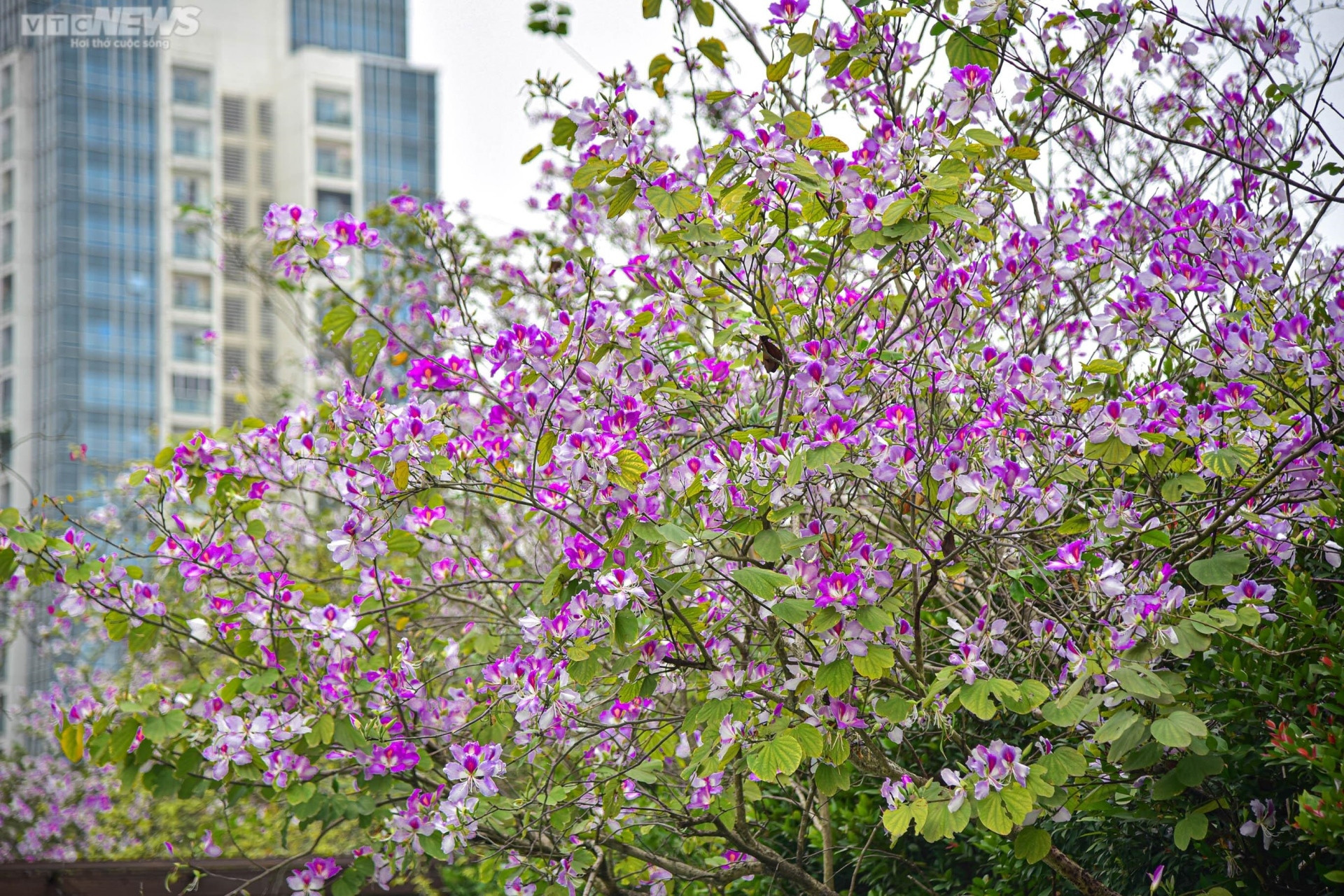 Sắc hoa rực rỡ, ngập tràn khắp hang cùng ngõ hẻm trên cả nước - 7