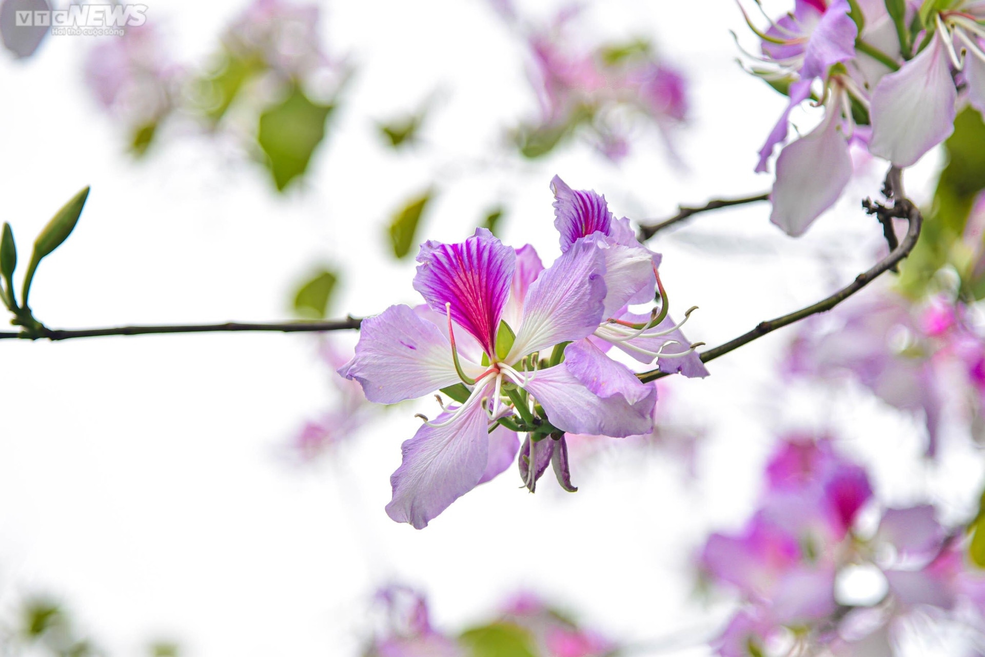 Sắc hoa rực rỡ, ngập tràn khắp hang cùng ngõ hẻm trên cả nước - 9