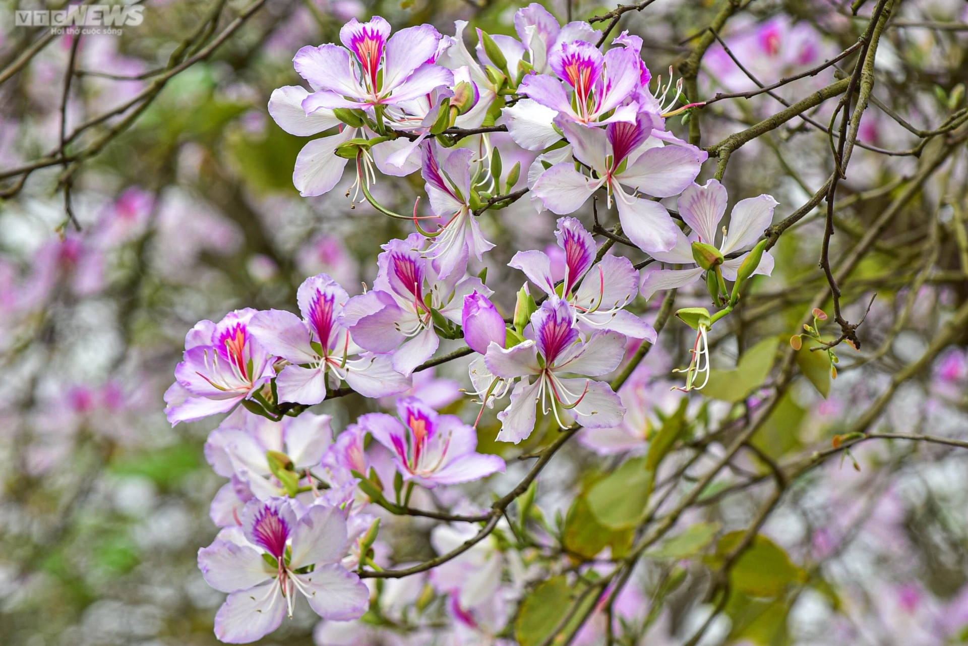Sắc hoa rực rỡ, ngập tràn khắp hang cùng ngõ hẻm trên cả nước - 8
