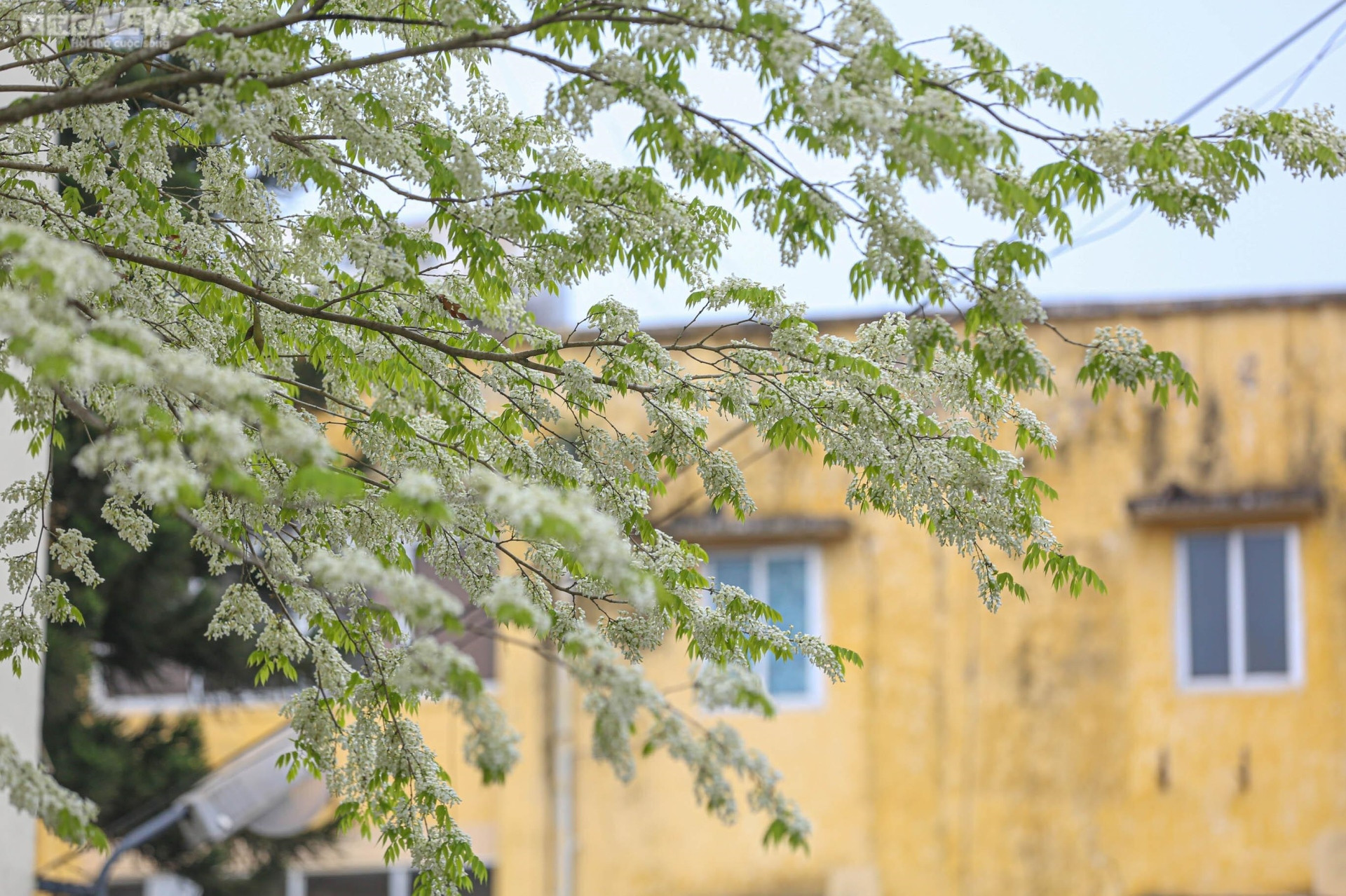 Sắc hoa rực rỡ, ngập tràn khắp hang cùng ngõ hẻm trên cả nước - 11