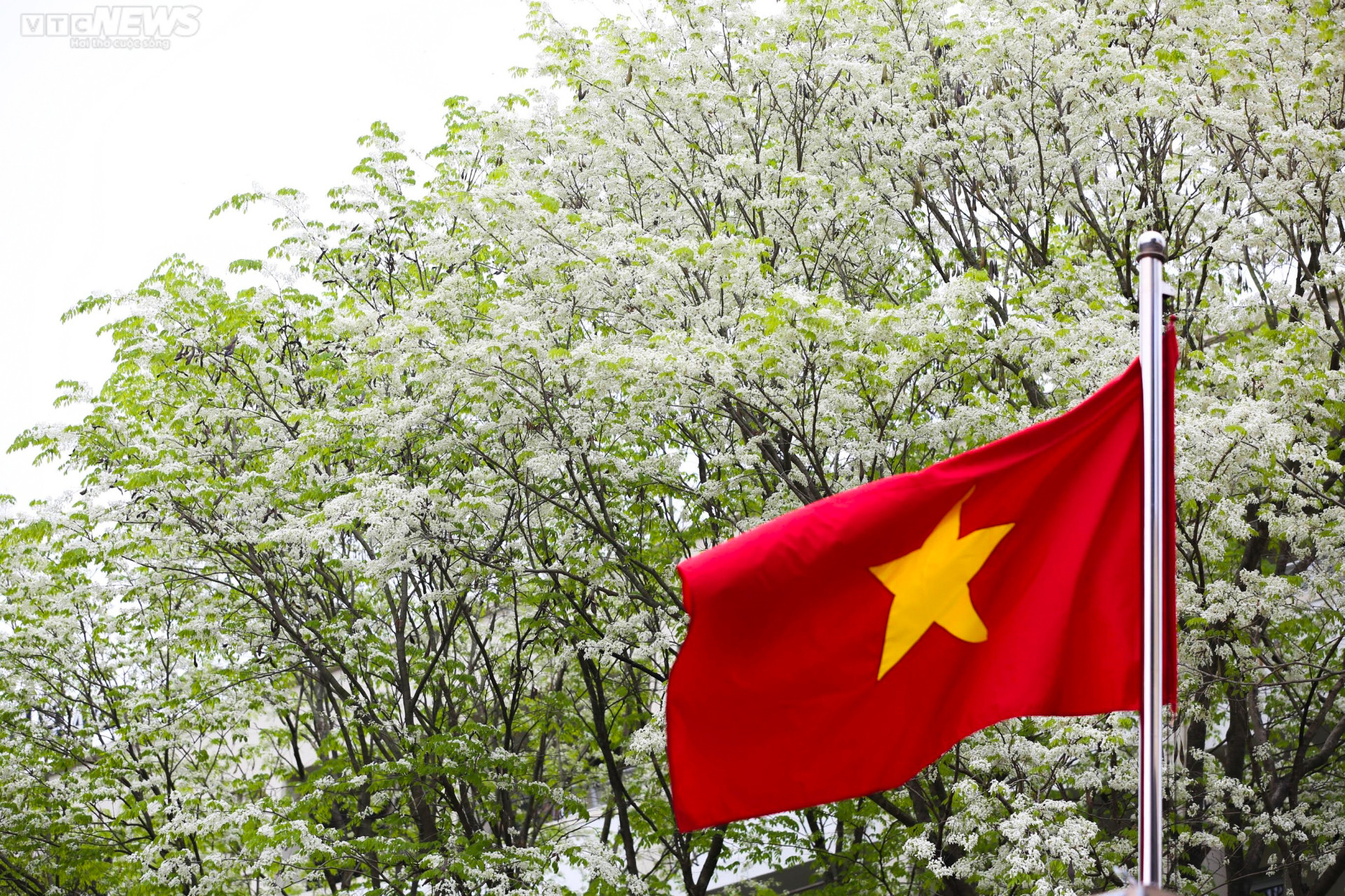 Sắc hoa rực rỡ, ngập tràn khắp hang cùng ngõ hẻm trên cả nước - 10