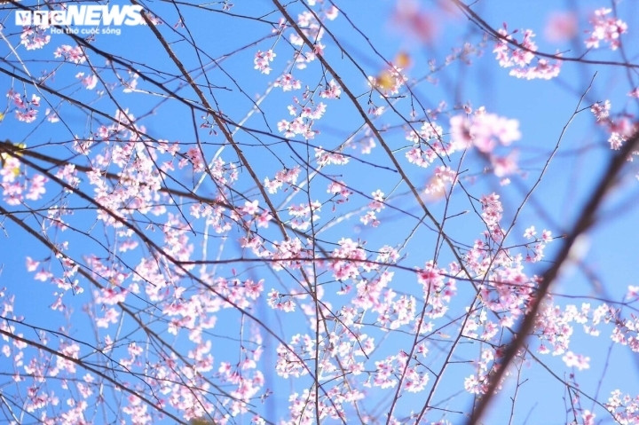 Sắc hoa rực rỡ, ngập tràn khắp hang cùng ngõ hẻm trên cả nước - 28