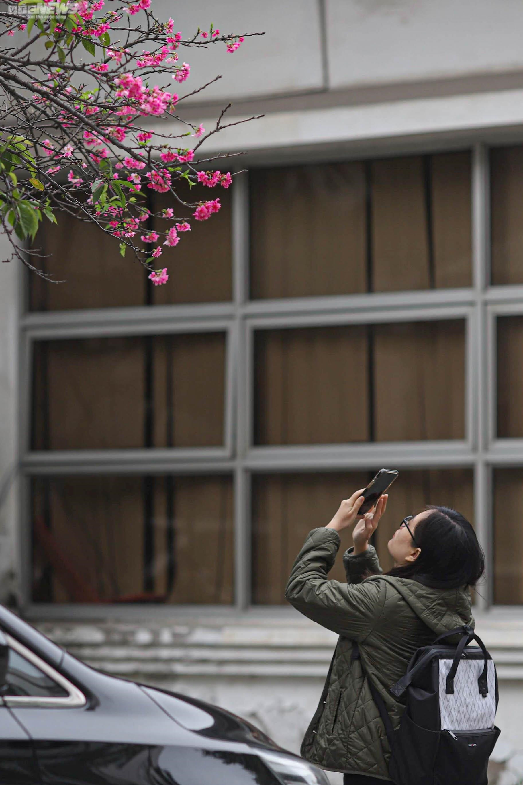 Sắc hoa rực rỡ, ngập tràn khắp hang cùng ngõ hẻm trên cả nước - 14