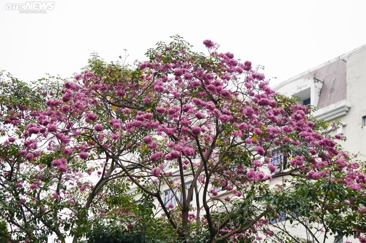 Sắc hoa rực rỡ, ngập tràn khắp hang cùng ngõ hẻm trên cả nước - 43