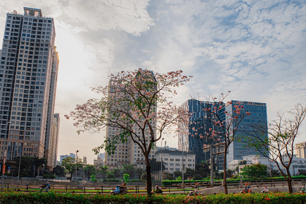 Sắc hoa rực rỡ, ngập tràn khắp hang cùng ngõ hẻm trên cả nước - 41