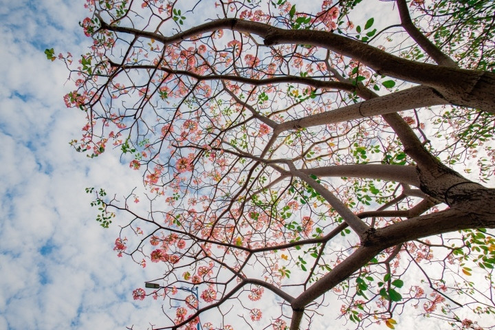 Sắc hoa rực rỡ, ngập tràn khắp hang cùng ngõ hẻm trên cả nước - 42