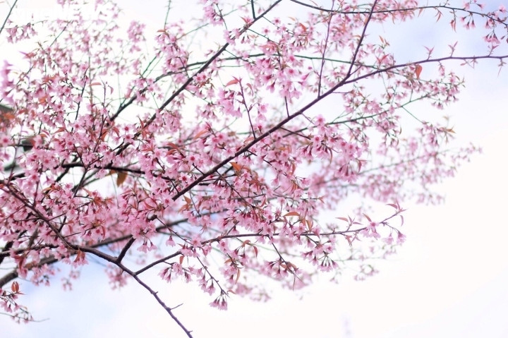 Sắc hoa rực rỡ, ngập tràn khắp hang cùng ngõ hẻm trên cả nước - 29