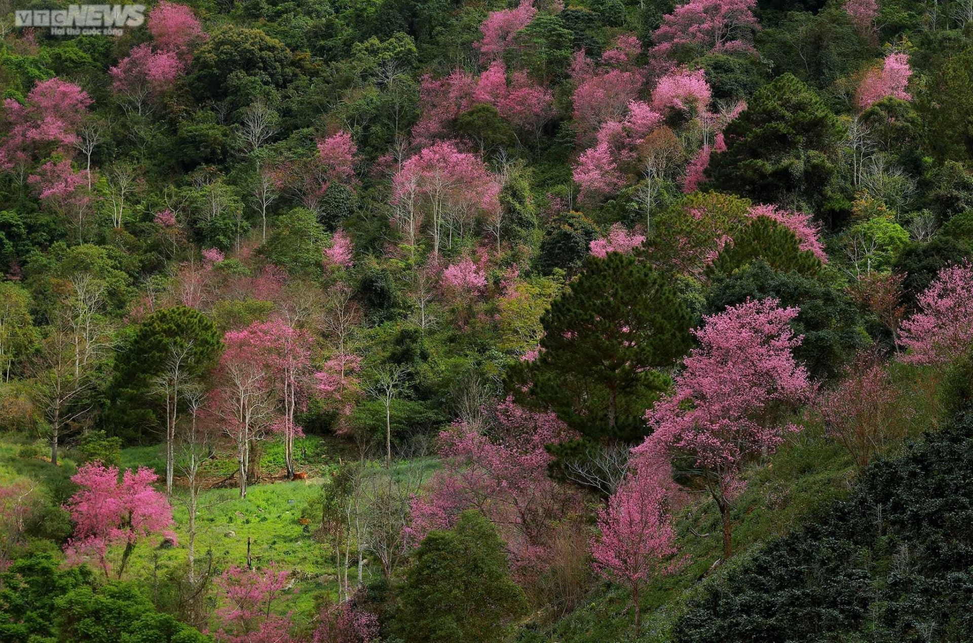 Sắc hoa rực rỡ, ngập tràn khắp hang cùng ngõ hẻm trên cả nước - 35