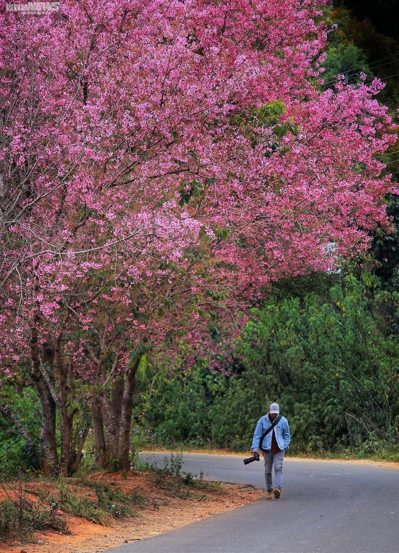 Sắc hoa rực rỡ, ngập tràn khắp hang cùng ngõ hẻm trên cả nước - 36