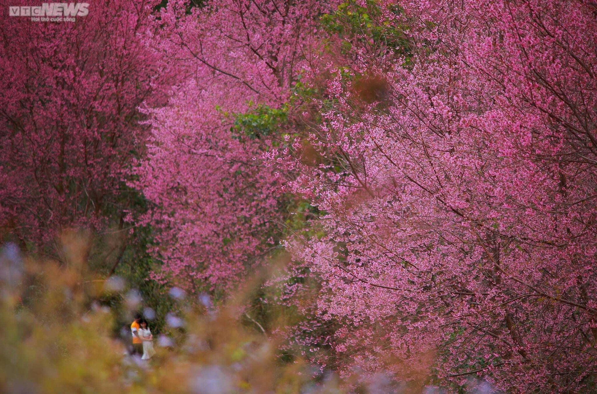 Sắc hoa rực rỡ, ngập tràn khắp hang cùng ngõ hẻm trên cả nước - 37