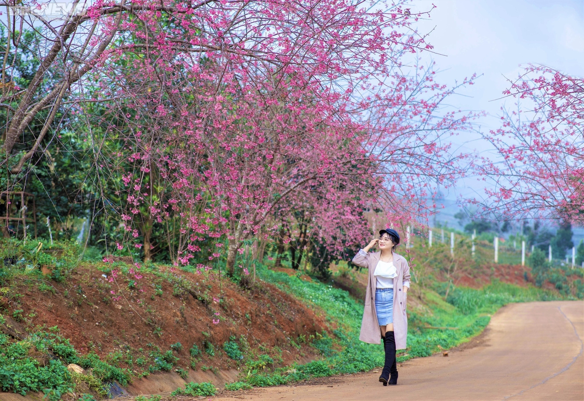 Sắc hoa rực rỡ, ngập tràn khắp hang cùng ngõ hẻm trên cả nước - 24