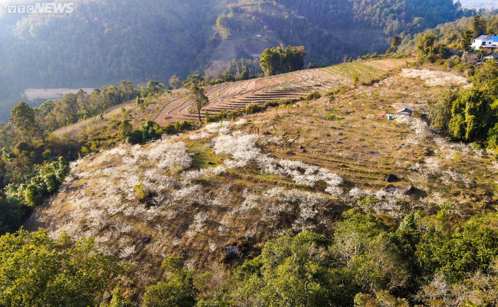 Sắc hoa rực rỡ, ngập tràn khắp hang cùng ngõ hẻm trên cả nước - 17