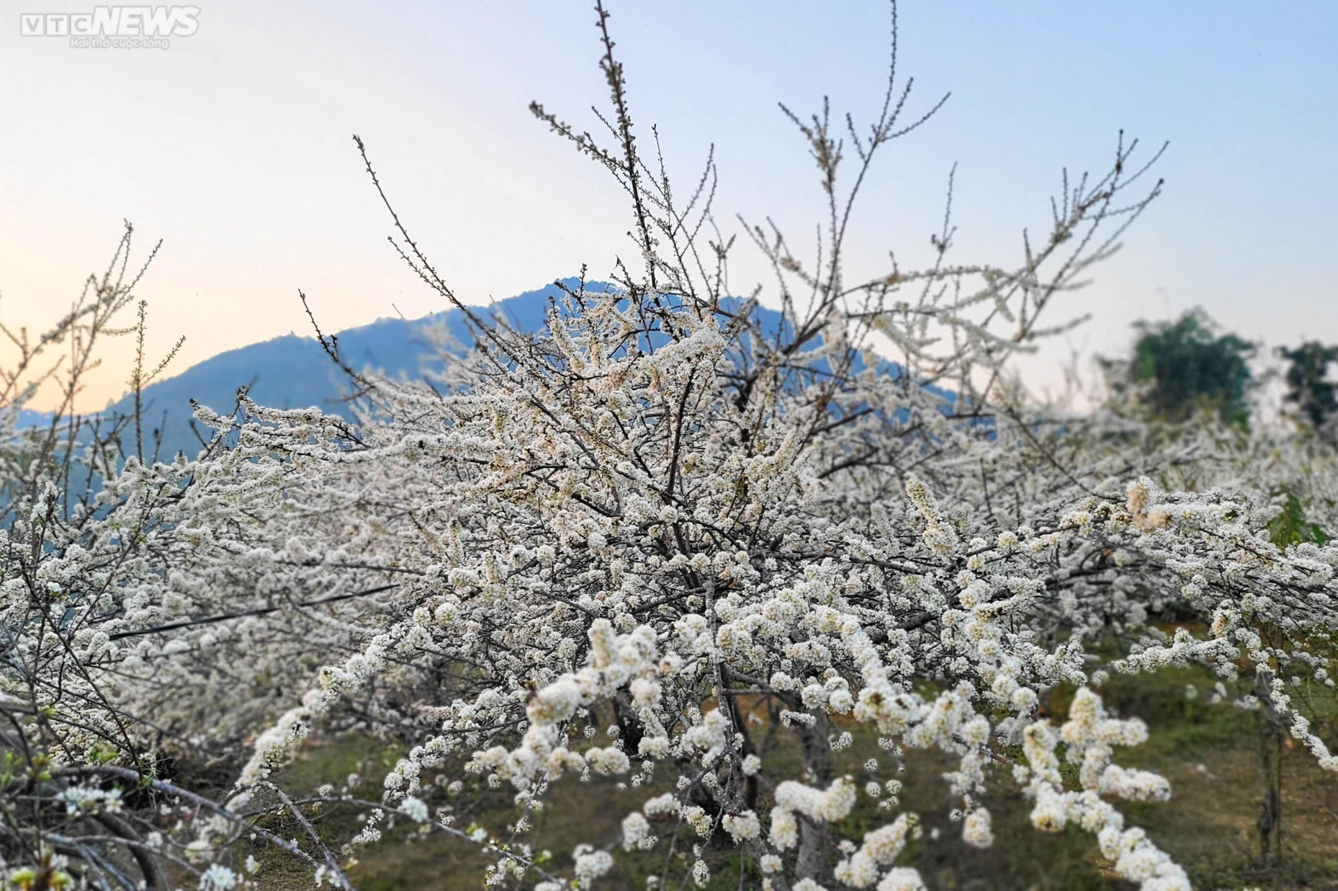 Sắc hoa rực rỡ, ngập tràn khắp hang cùng ngõ hẻm trên cả nước - 19