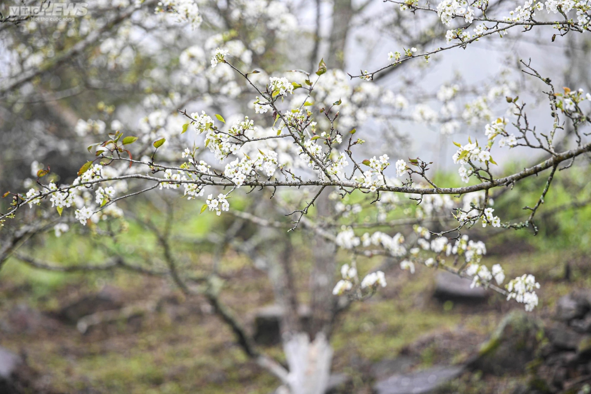 Sắc hoa rực rỡ, ngập tràn khắp hang cùng ngõ hẻm trên cả nước - 23