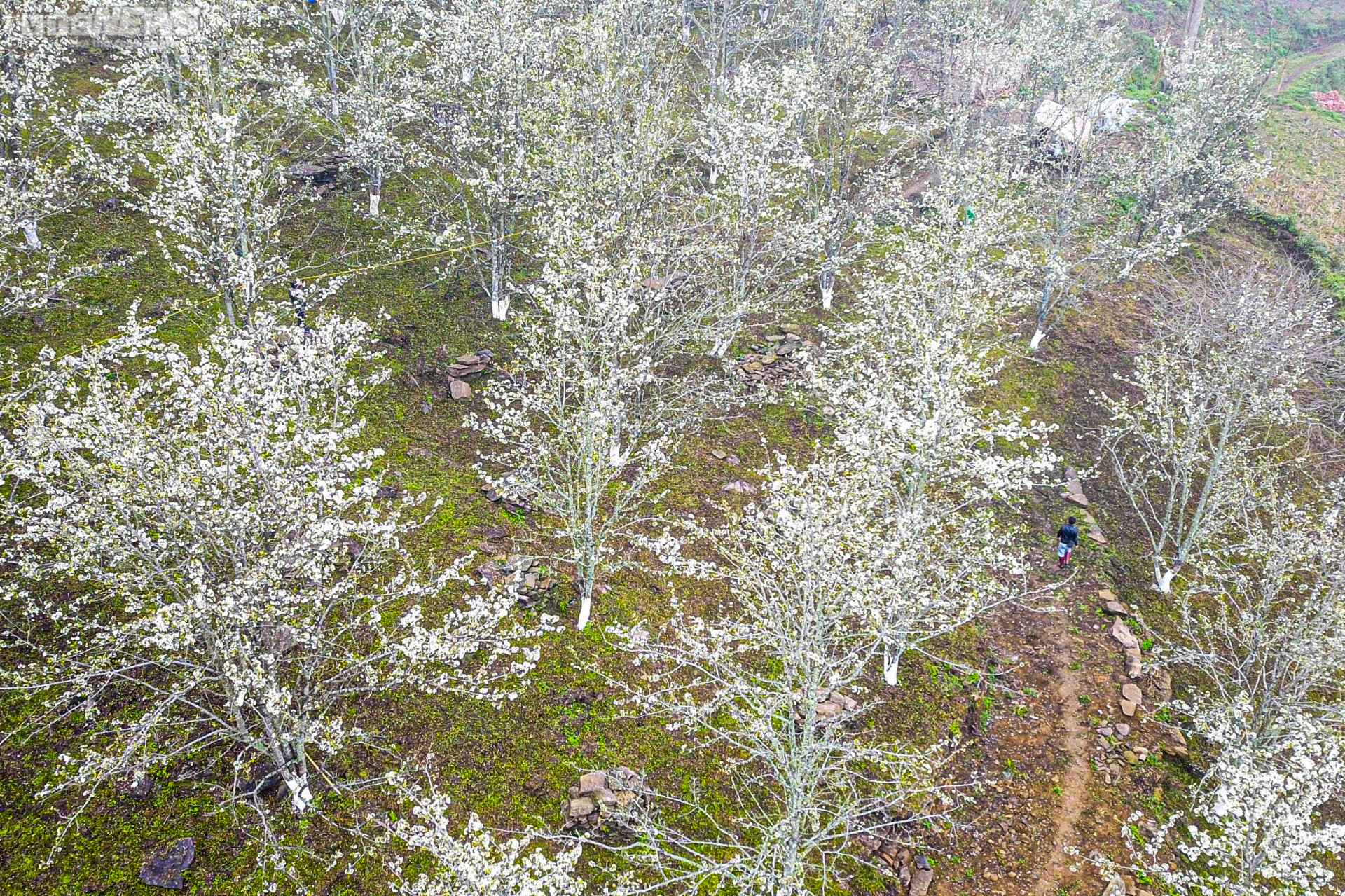 Sắc hoa rực rỡ, ngập tràn khắp hang cùng ngõ hẻm trên cả nước - 21