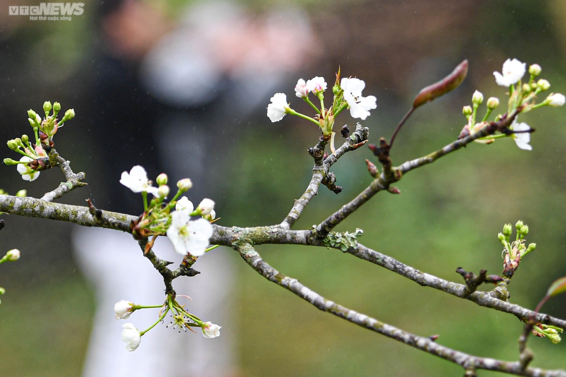 Sắc hoa rực rỡ, ngập tràn khắp hang cùng ngõ hẻm trên cả nước - 22