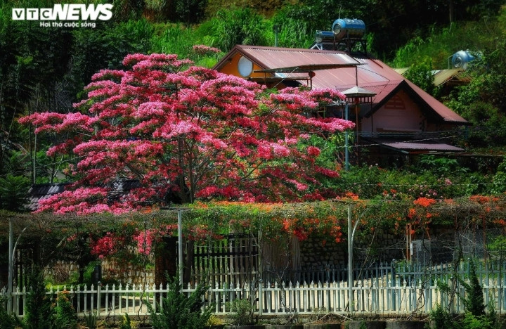 Sắc hoa rực rỡ, ngập tràn khắp hang cùng ngõ hẻm trên cả nước - 39