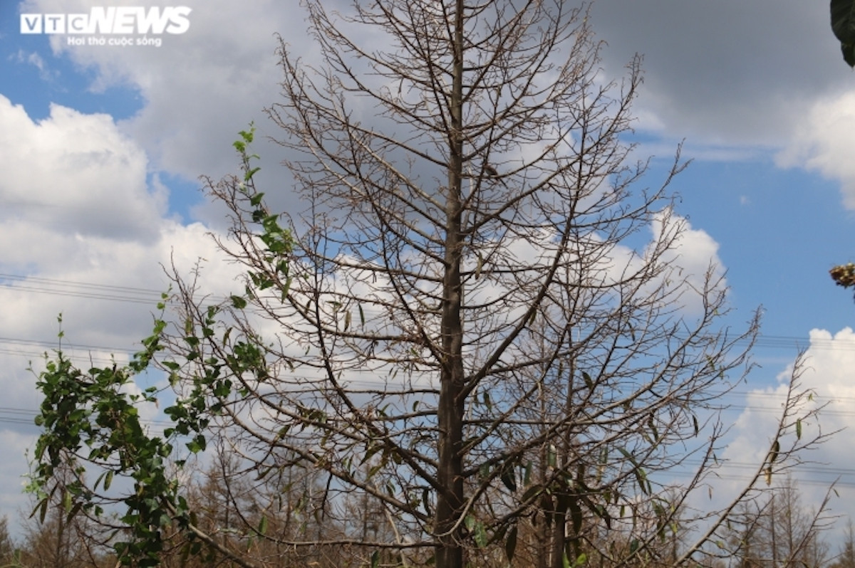 Nông dân ồ ạt bỏ lúa trồng sầu riêng: Nguy cơ dính 'sầu chung' - 3