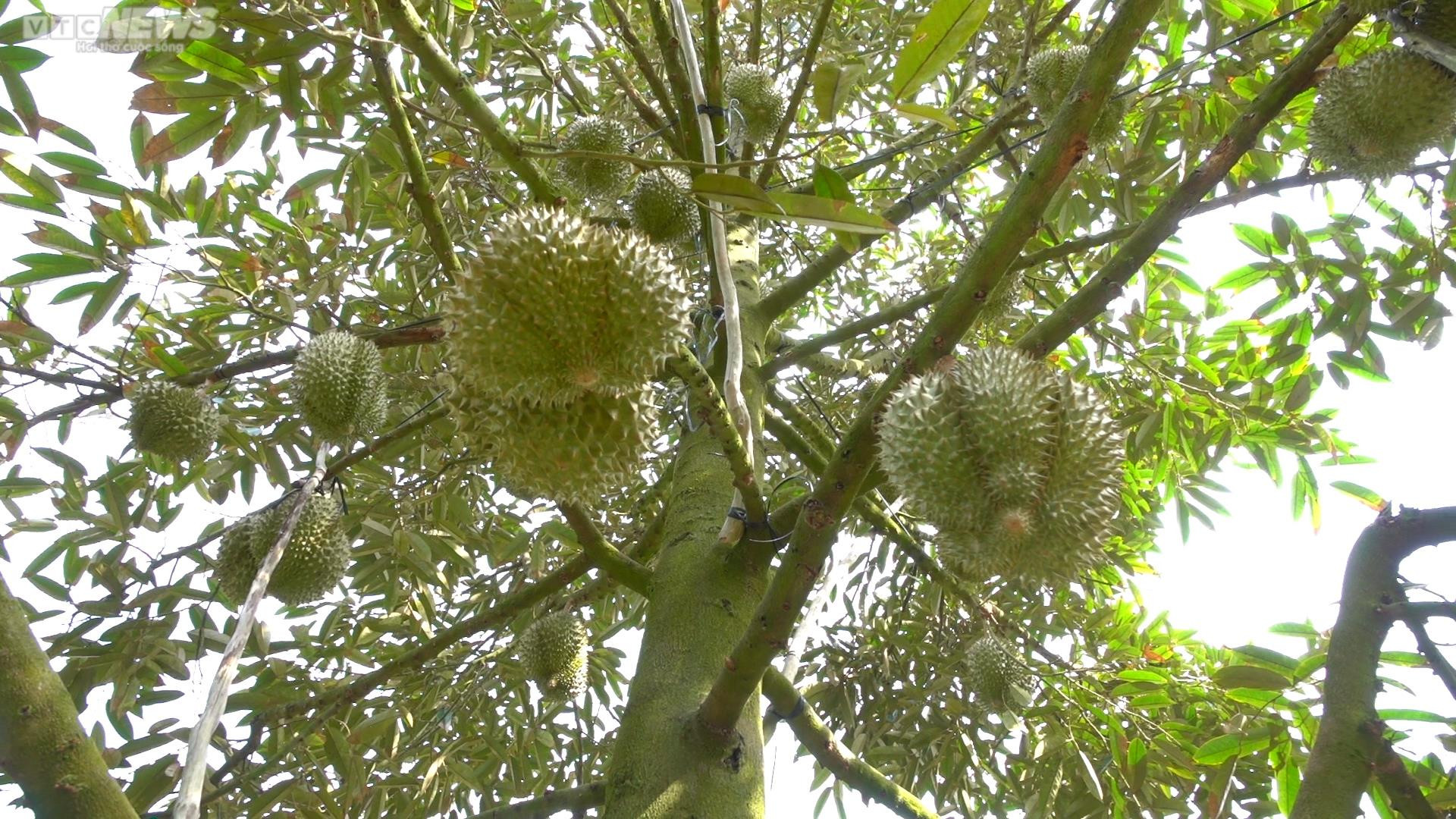 Nông dân ồ ạt bỏ lúa trồng sầu riêng: Nguy cơ dính 'sầu chung' - 2