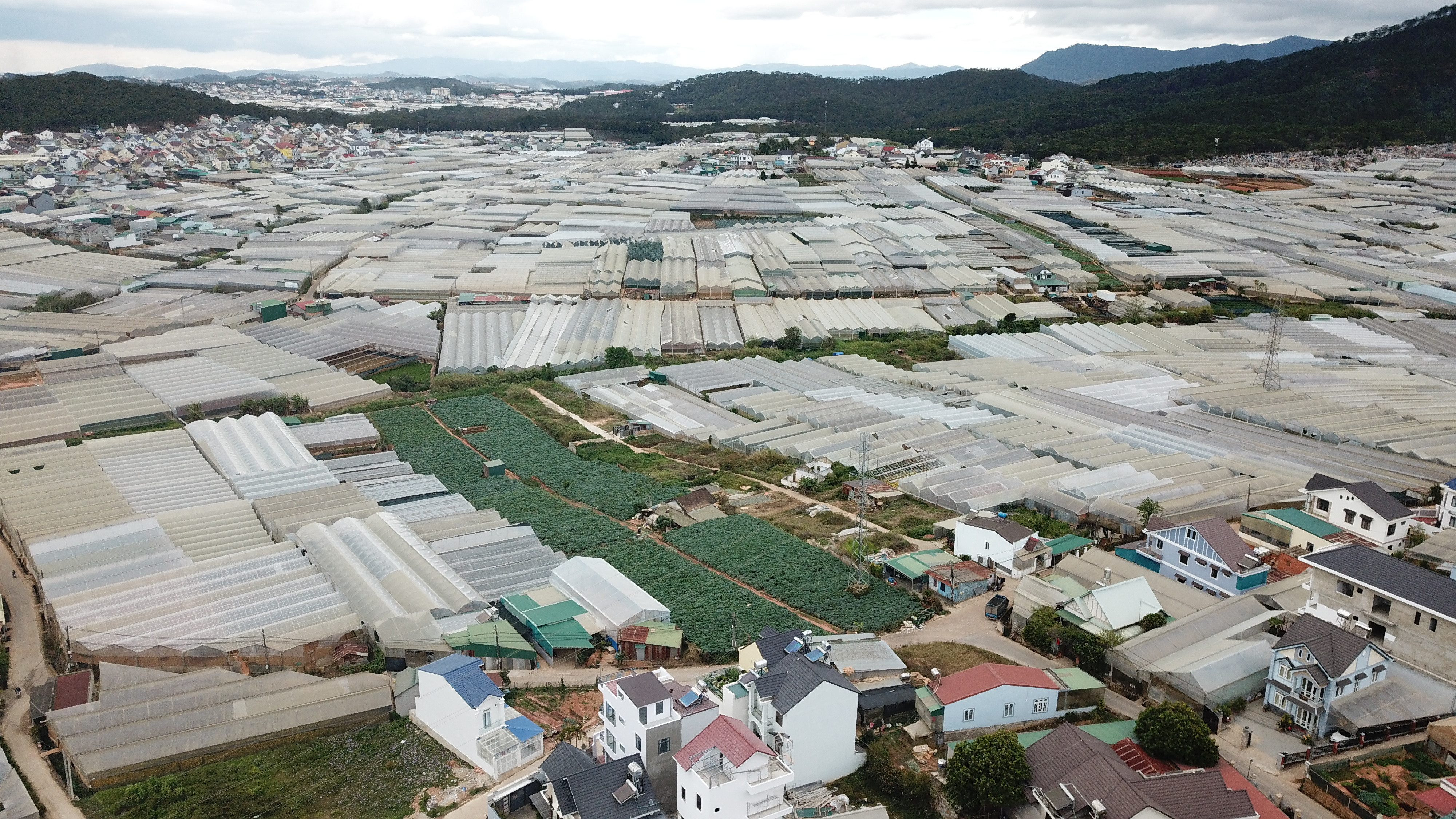 'Giải vây’ nạn nhà kính cho Đà Lạt - 3