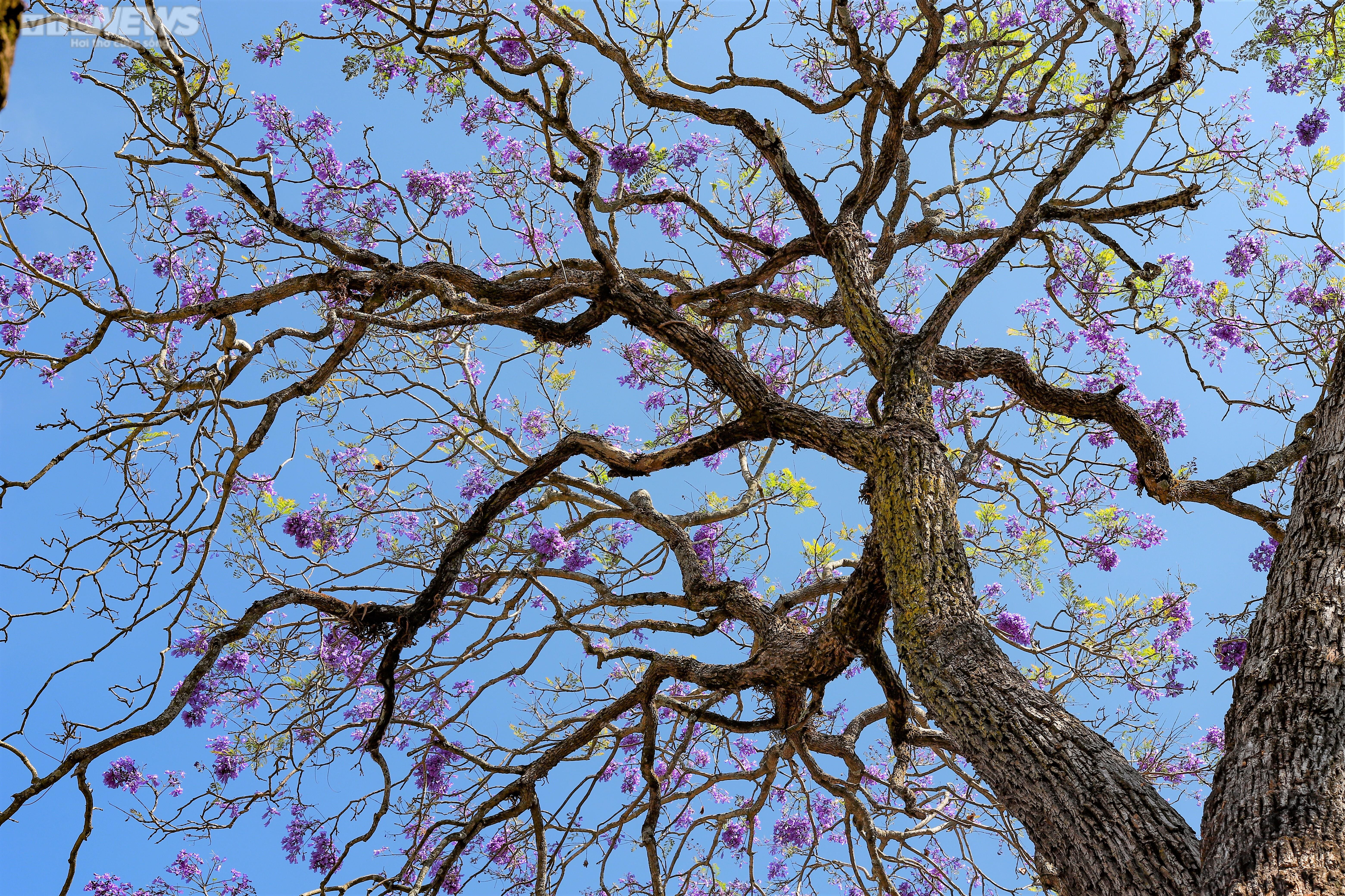 Ảnh: Đà Lạt đẹp mộng mơ mùa hoa phượng tím khoe hương - 9