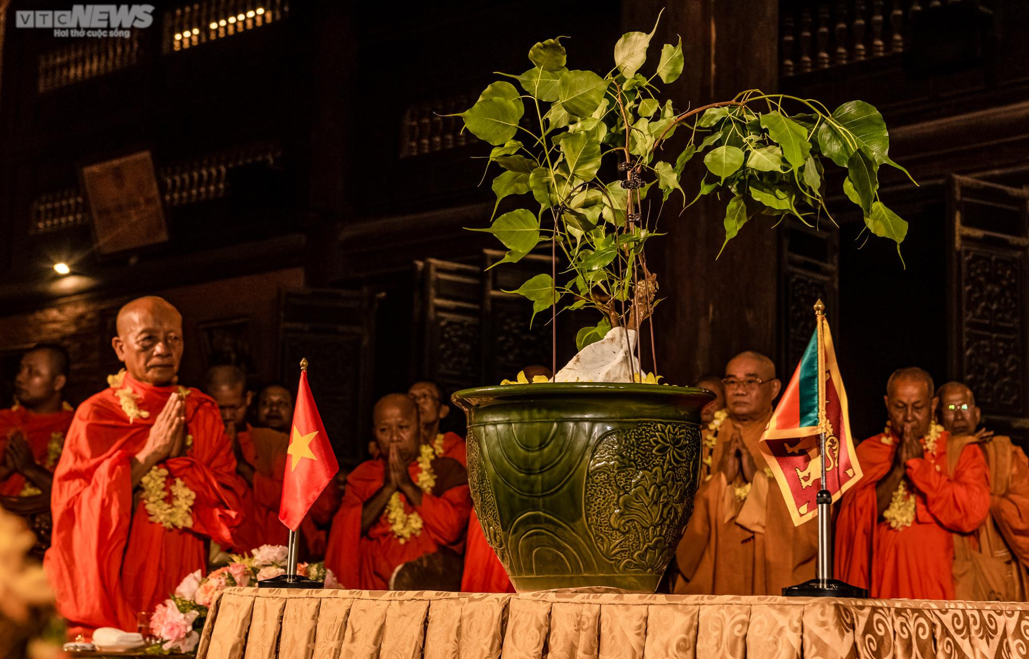 Rước nhánh cây bồ đề thiêng về trồng tại chùa Bái Đính - 5