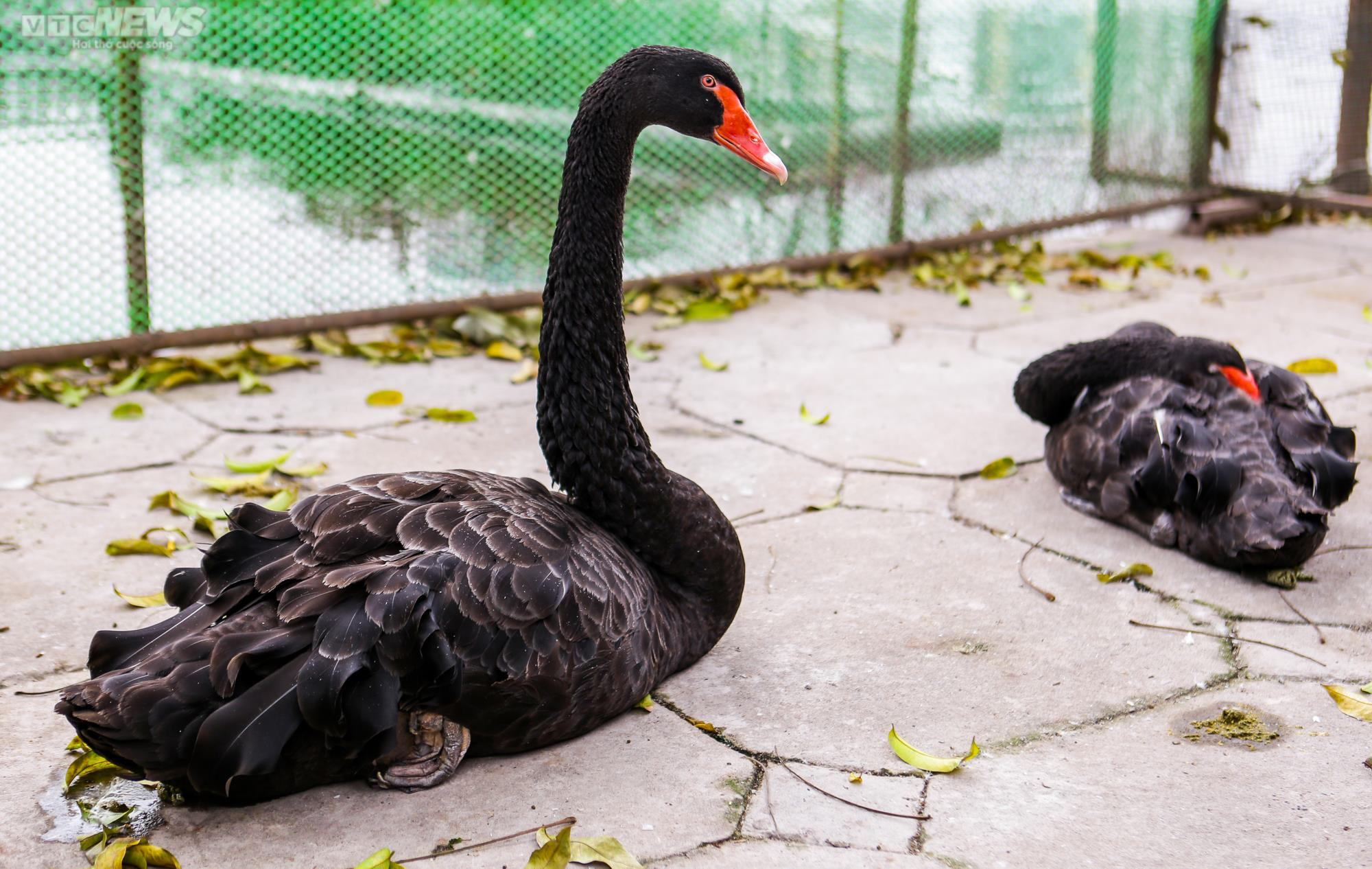 12 con thiên nga đầu tiên được Hà Nội thí điểm nuôi ở hồ Thiền Quang giờ ra sao? - 4