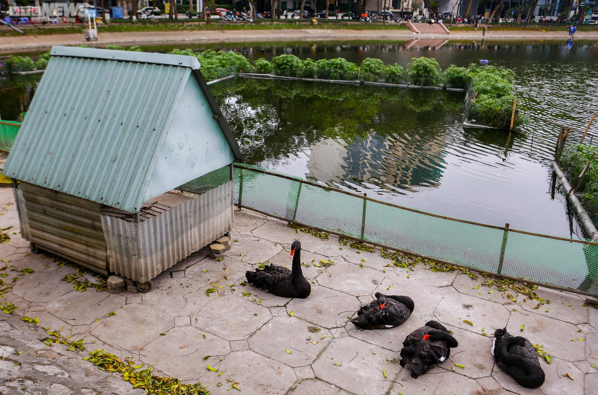 12 con thiên nga đầu tiên được Hà Nội thí điểm nuôi ở hồ Thiền Quang giờ ra sao? - 2