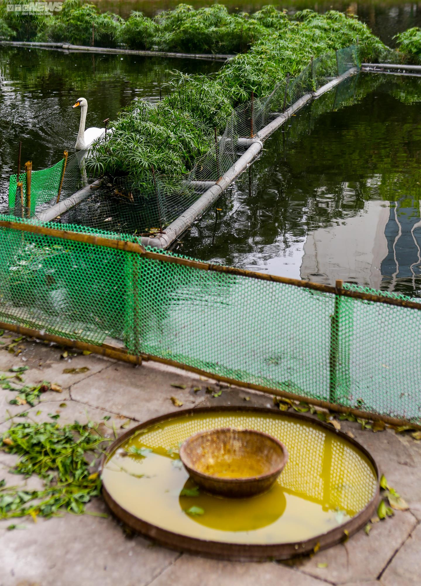 12 con thiên nga đầu tiên được Hà Nội thí điểm nuôi ở hồ Thiền Quang giờ ra sao? - 3