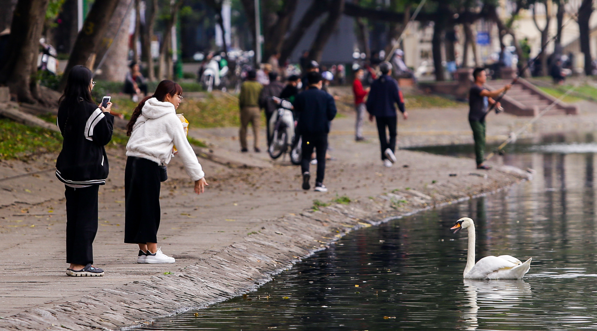 12 con thiên nga đầu tiên được Hà Nội thí điểm nuôi ở hồ Thiền Quang giờ ra sao? - 12