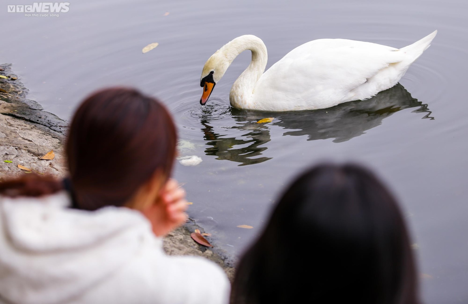 12 con thiên nga đầu tiên được Hà Nội thí điểm nuôi ở hồ Thiền Quang giờ ra sao? - 14