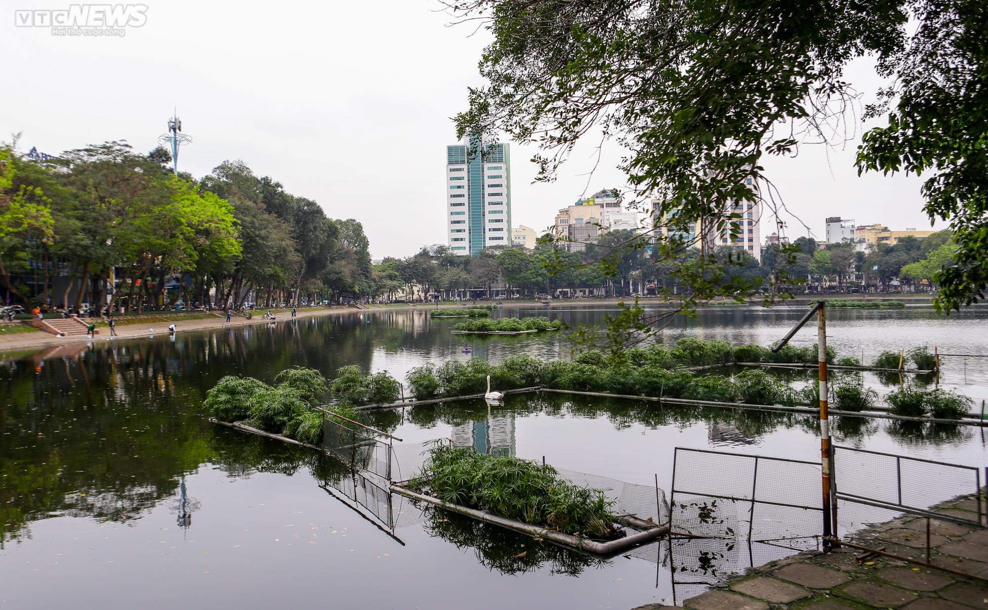 12 con thiên nga đầu tiên được Hà Nội thí điểm nuôi ở hồ Thiền Quang giờ ra sao? - 1