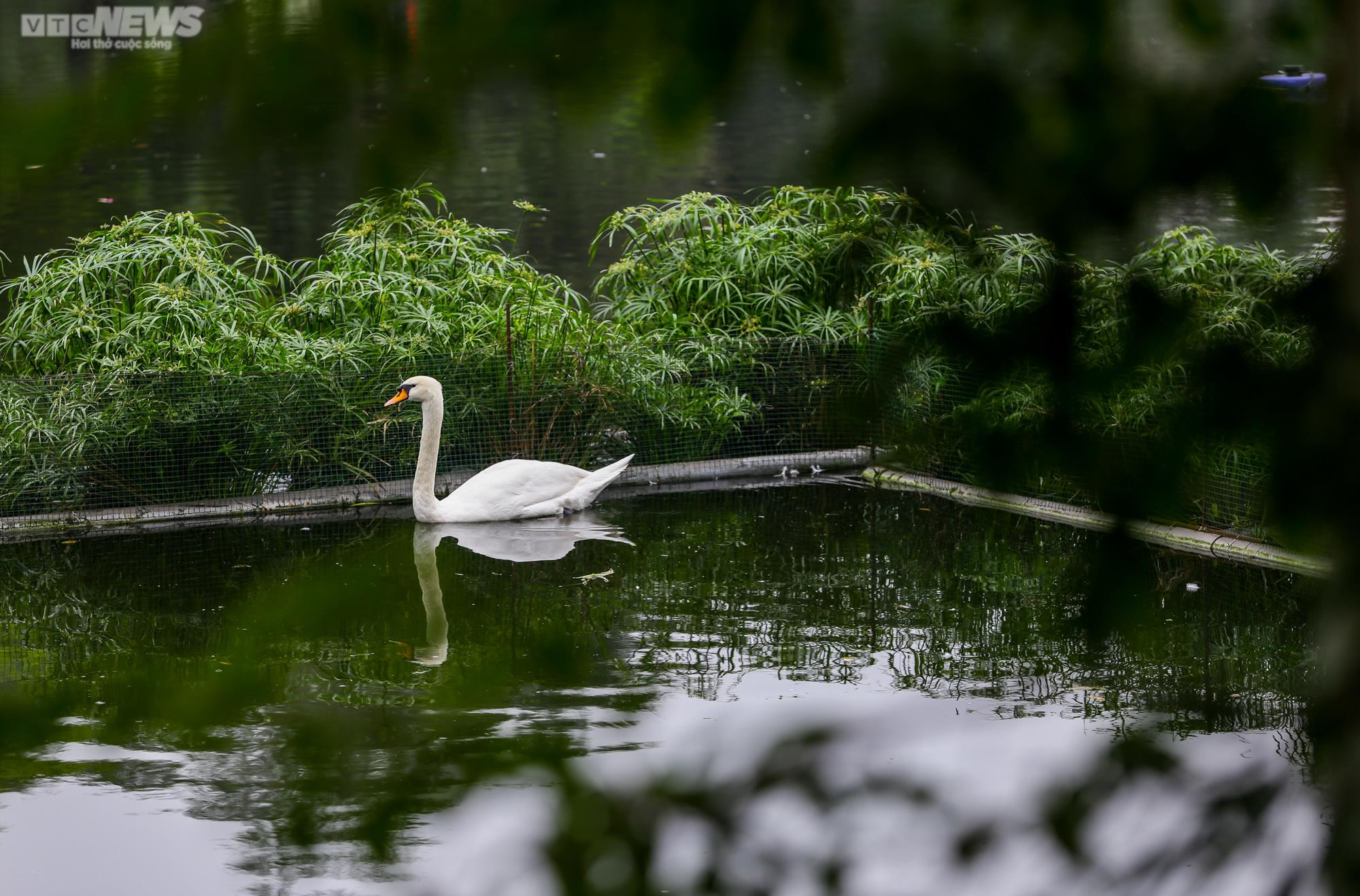 12 con thiên nga đầu tiên được Hà Nội thí điểm nuôi ở hồ Thiền Quang giờ ra sao? - 9