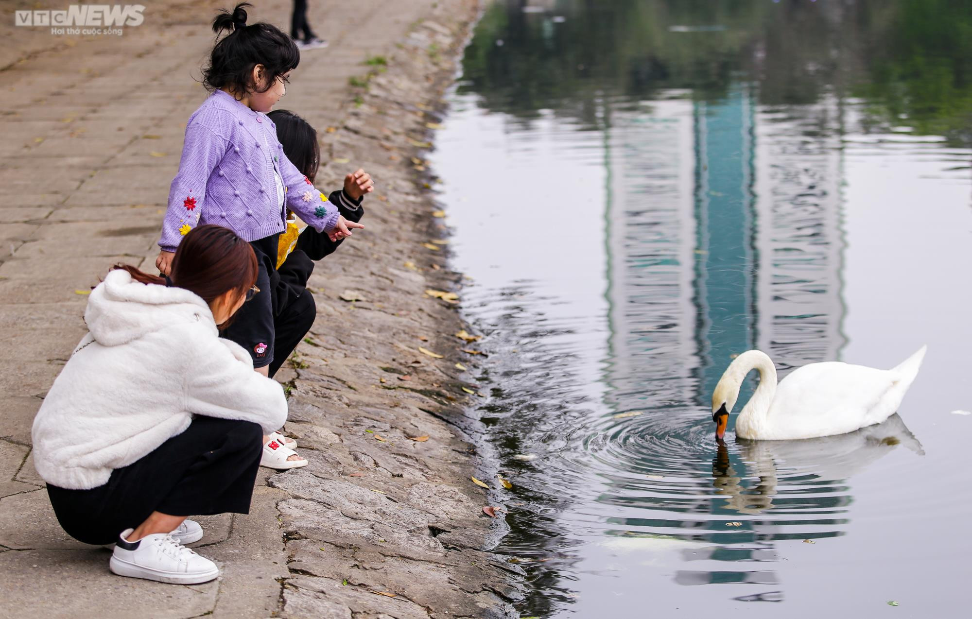 12 con thiên nga đầu tiên được Hà Nội thí điểm nuôi ở hồ Thiền Quang giờ ra sao? - 13