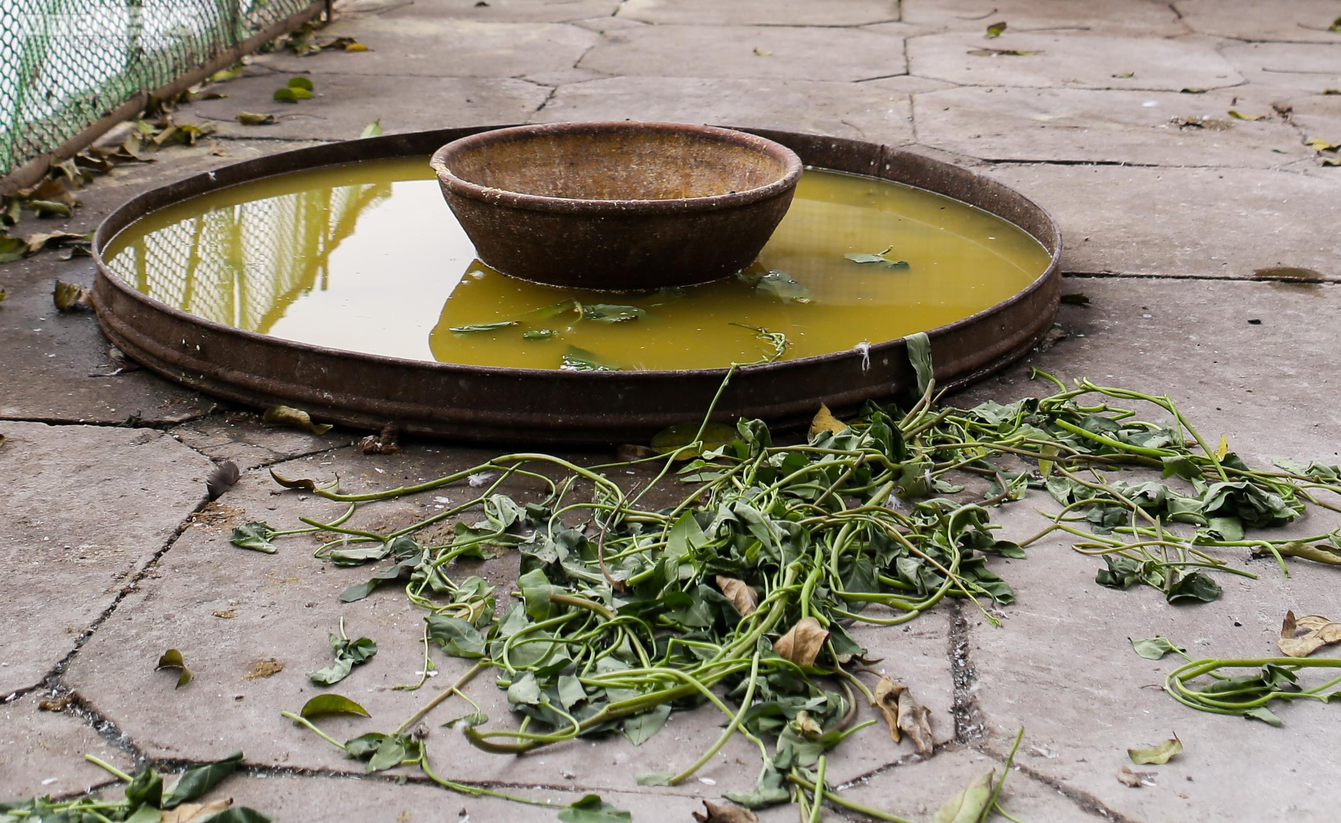 12 con thiên nga đầu tiên được Hà Nội thí điểm nuôi ở hồ Thiền Quang giờ ra sao? - 5