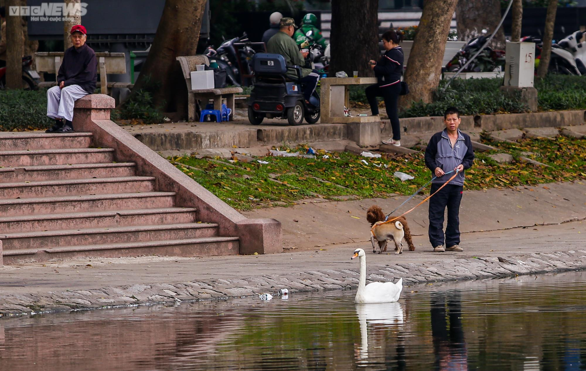 12 con thiên nga đầu tiên được Hà Nội thí điểm nuôi ở hồ Thiền Quang giờ ra sao? - 11