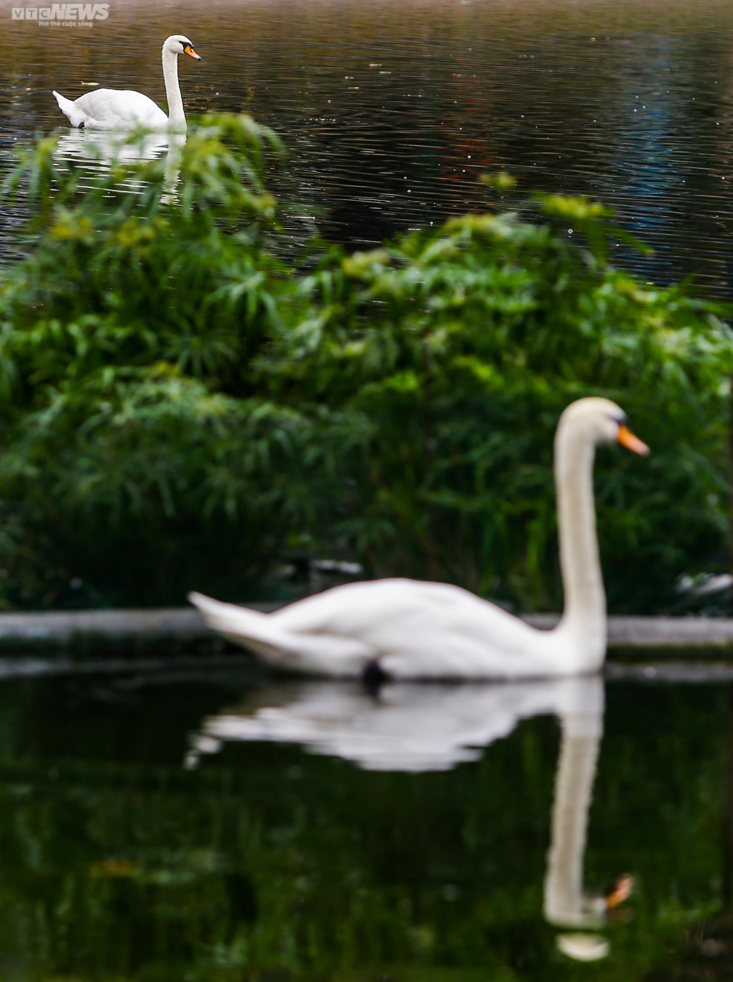 12 con thiên nga đầu tiên được Hà Nội thí điểm nuôi ở hồ Thiền Quang giờ ra sao? - 8