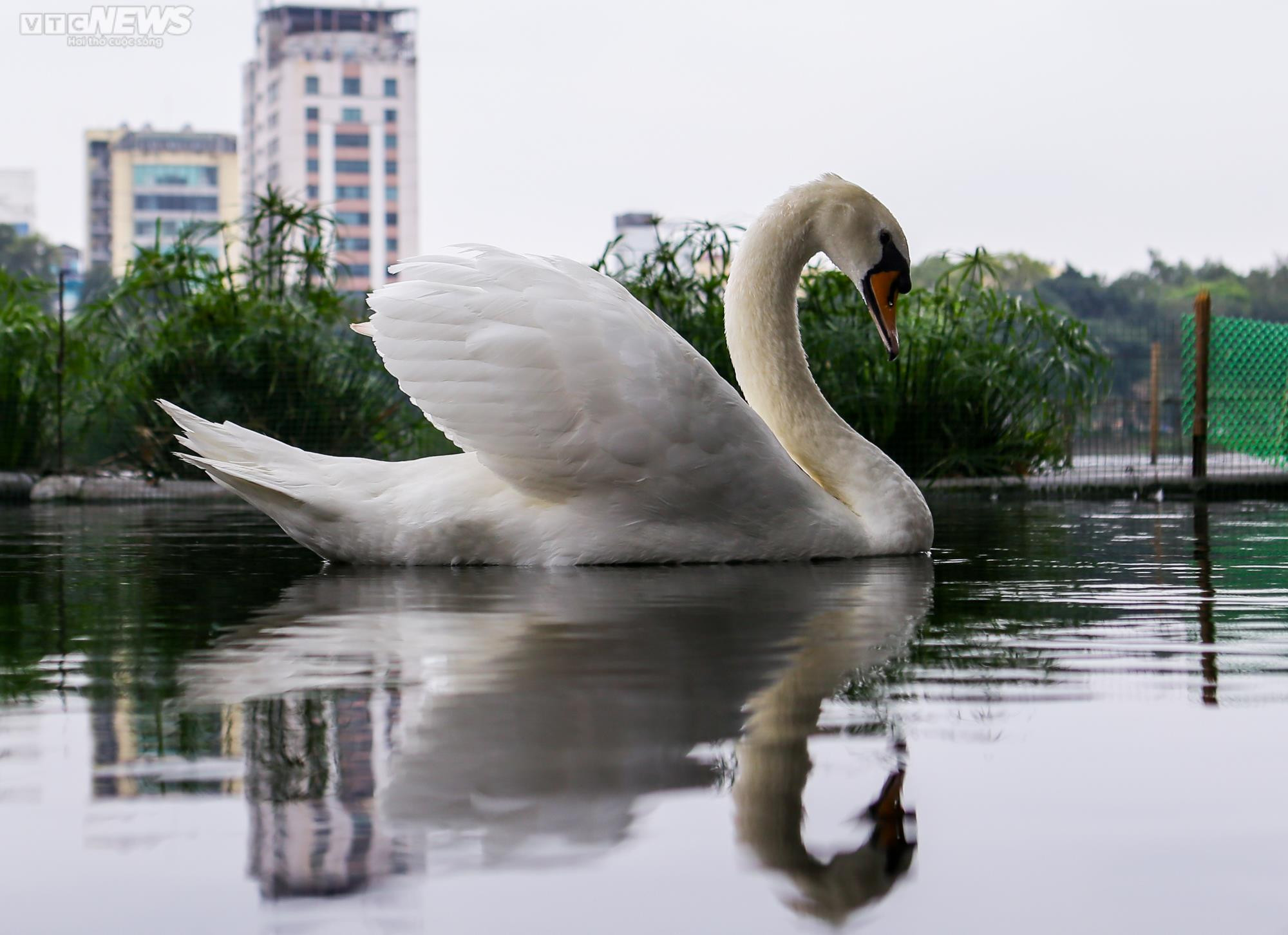 12 con thiên nga đầu tiên được Hà Nội thí điểm nuôi ở hồ Thiền Quang giờ ra sao? - 10