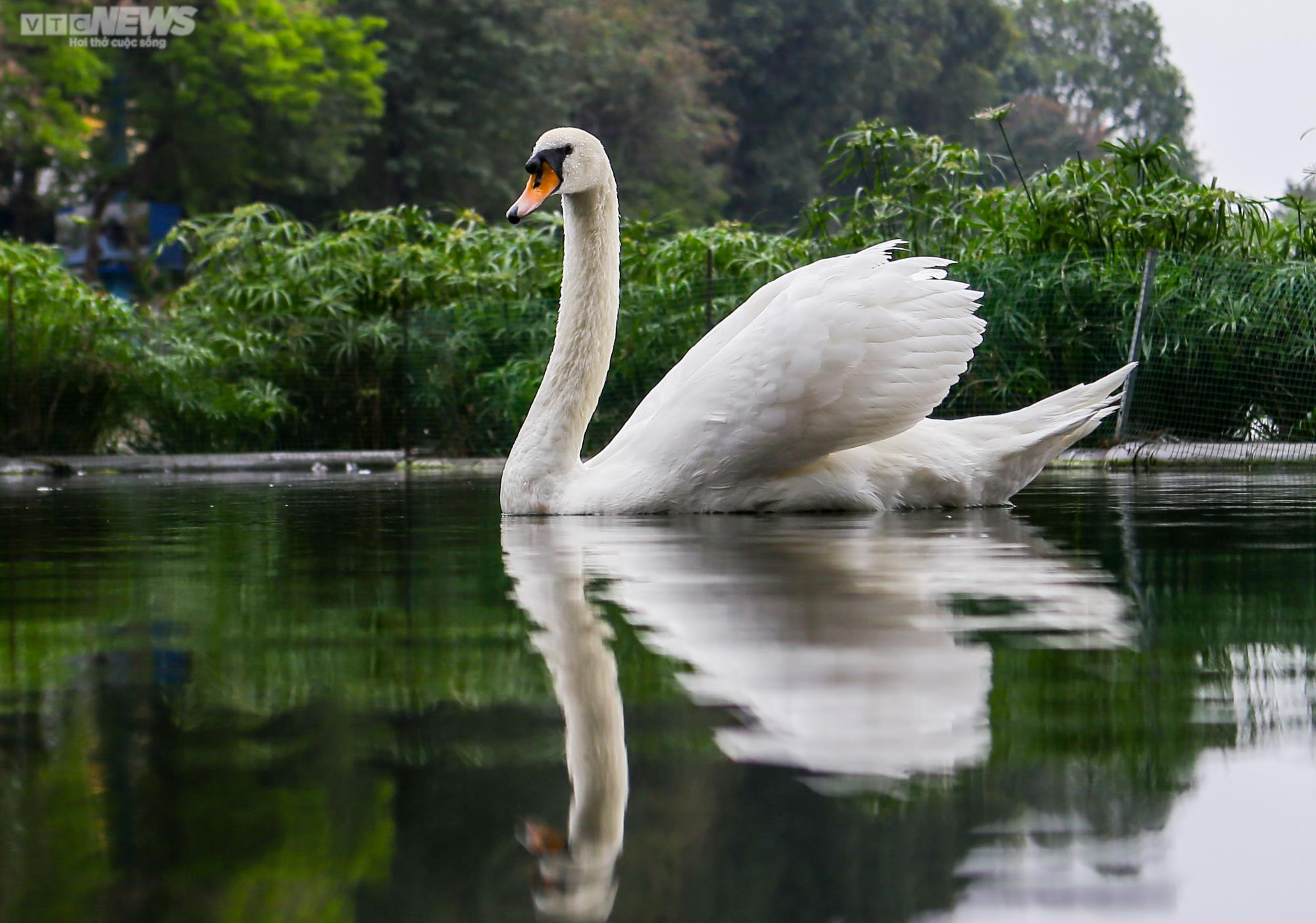 12 con thiên nga đầu tiên được Hà Nội thí điểm nuôi ở hồ Thiền Quang giờ ra sao? - 6