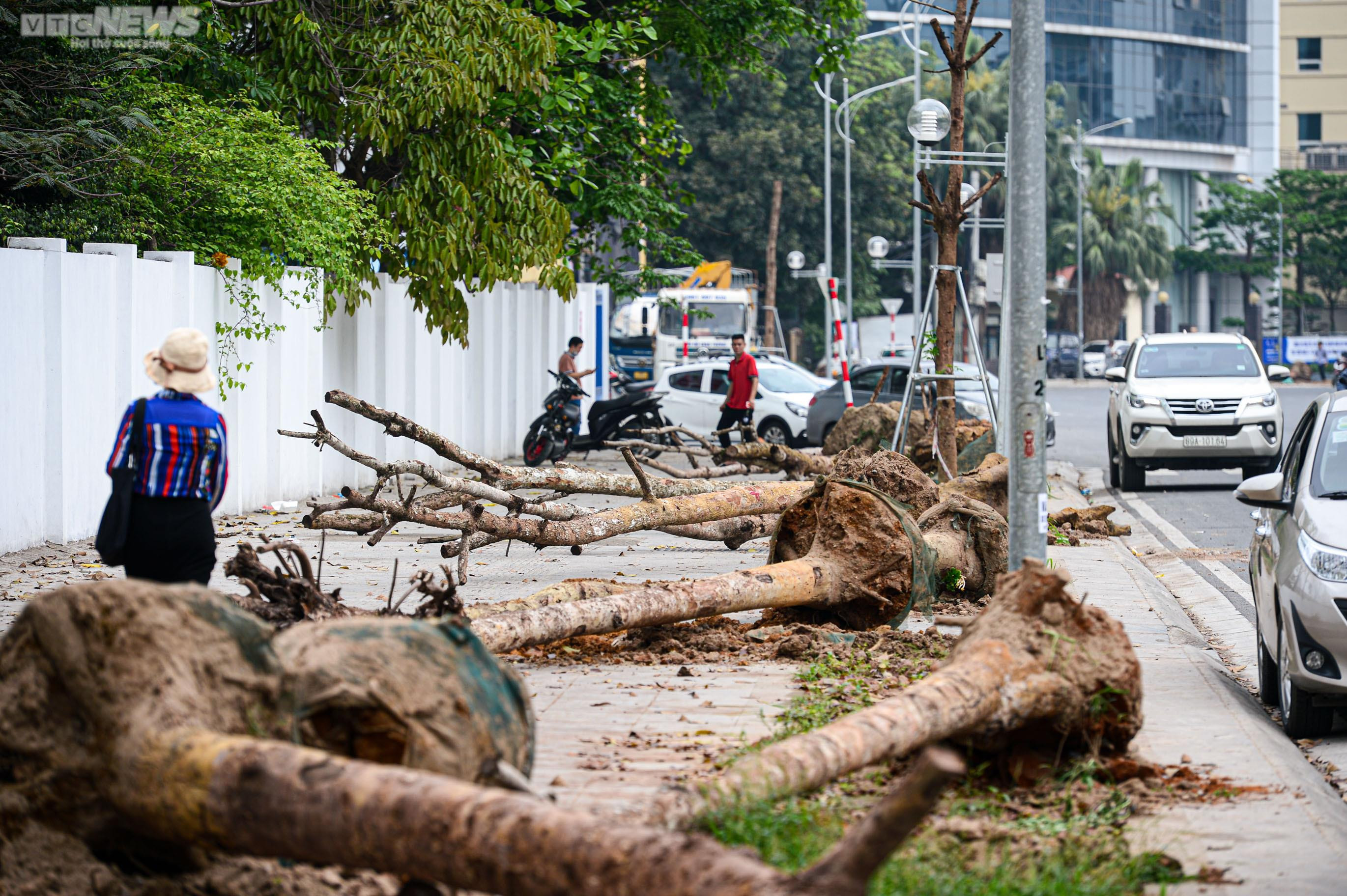Nhổ bỏ hàng cây chết khô trên con đường hơn 340 tỷ vừa thông xe ở Hà Nội - 11