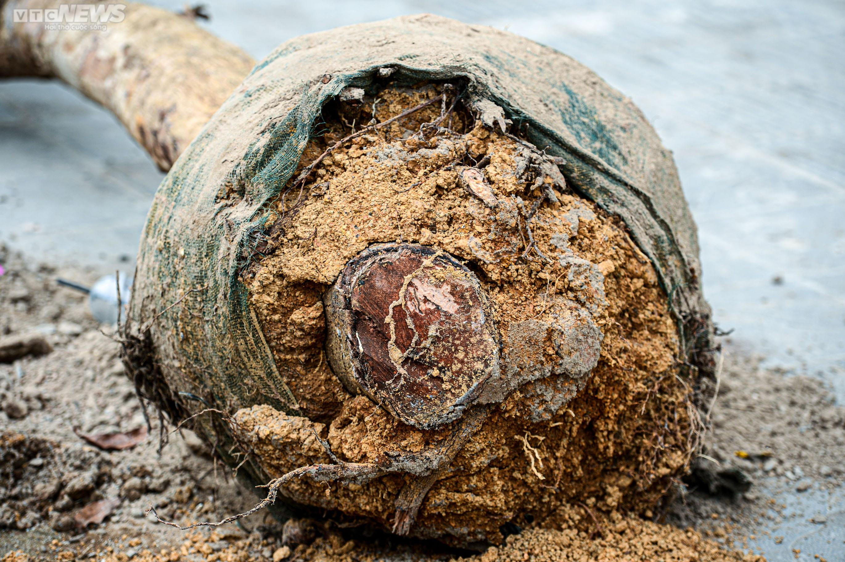 Nhổ bỏ hàng cây chết khô trên con đường hơn 340 tỷ vừa thông xe ở Hà Nội - 15