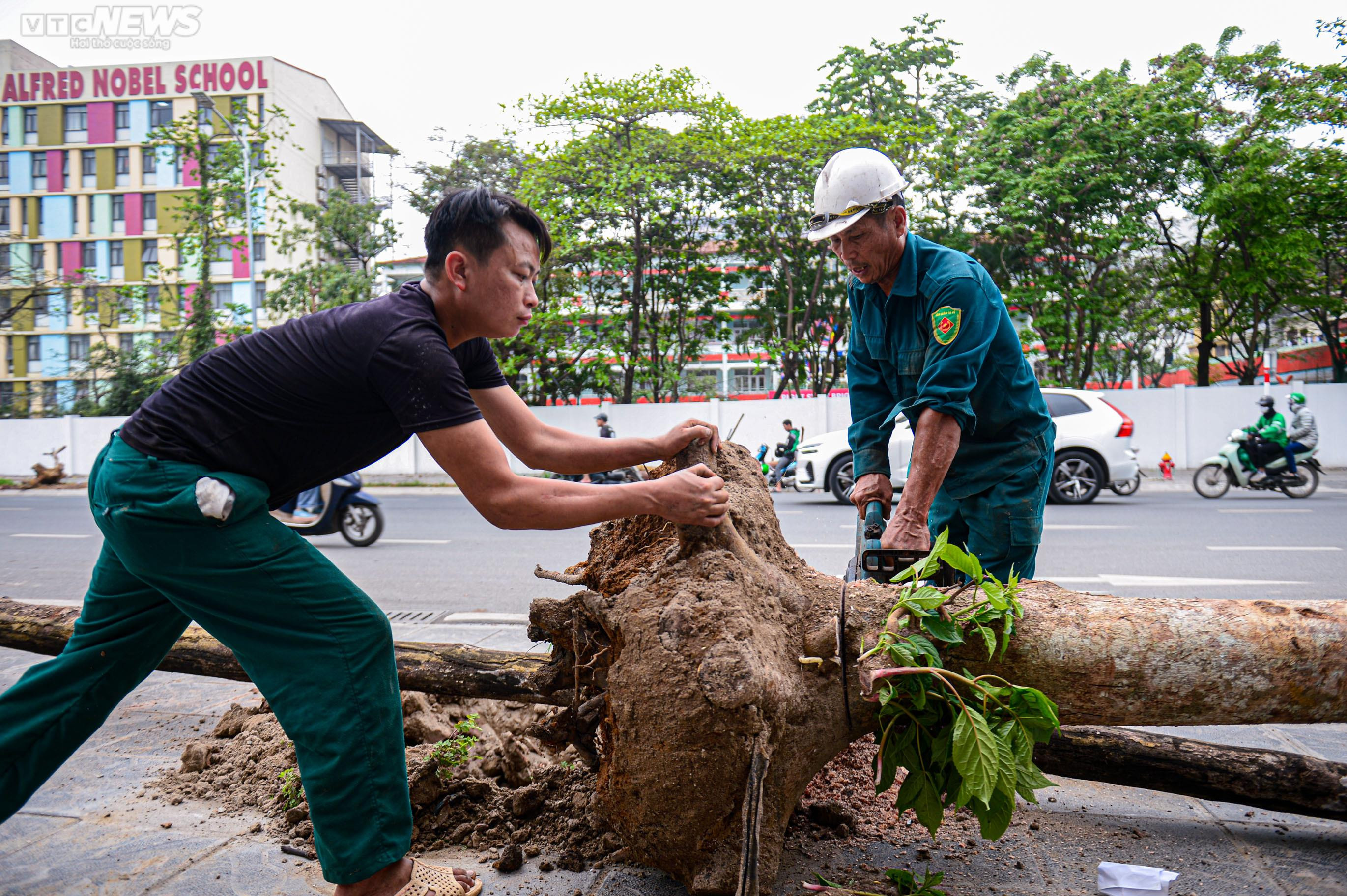 Nhổ bỏ hàng cây chết khô trên con đường hơn 340 tỷ vừa thông xe ở Hà Nội - 7
