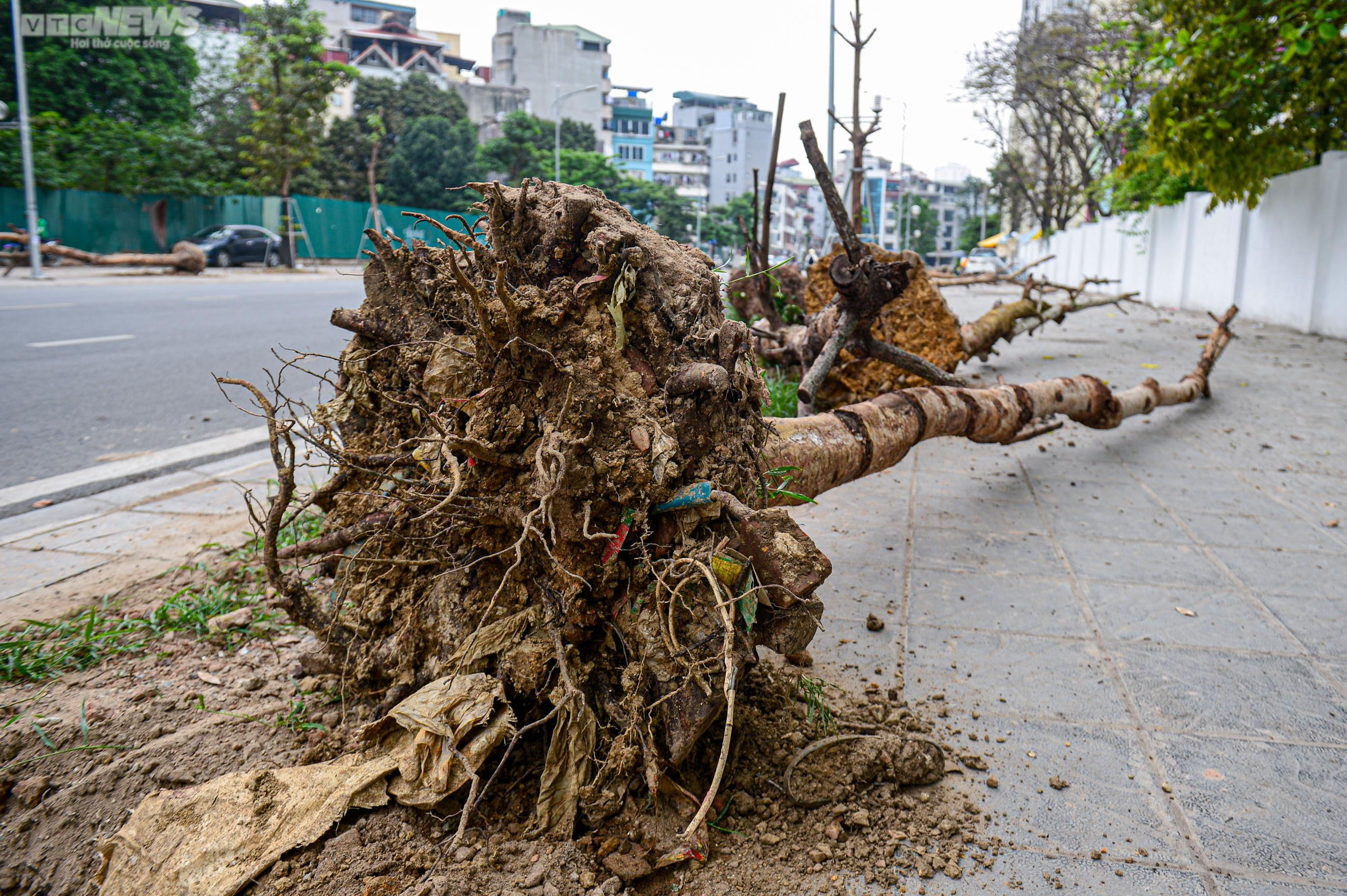 Nhổ bỏ hàng cây chết khô trên con đường hơn 340 tỷ vừa thông xe ở Hà Nội - 13