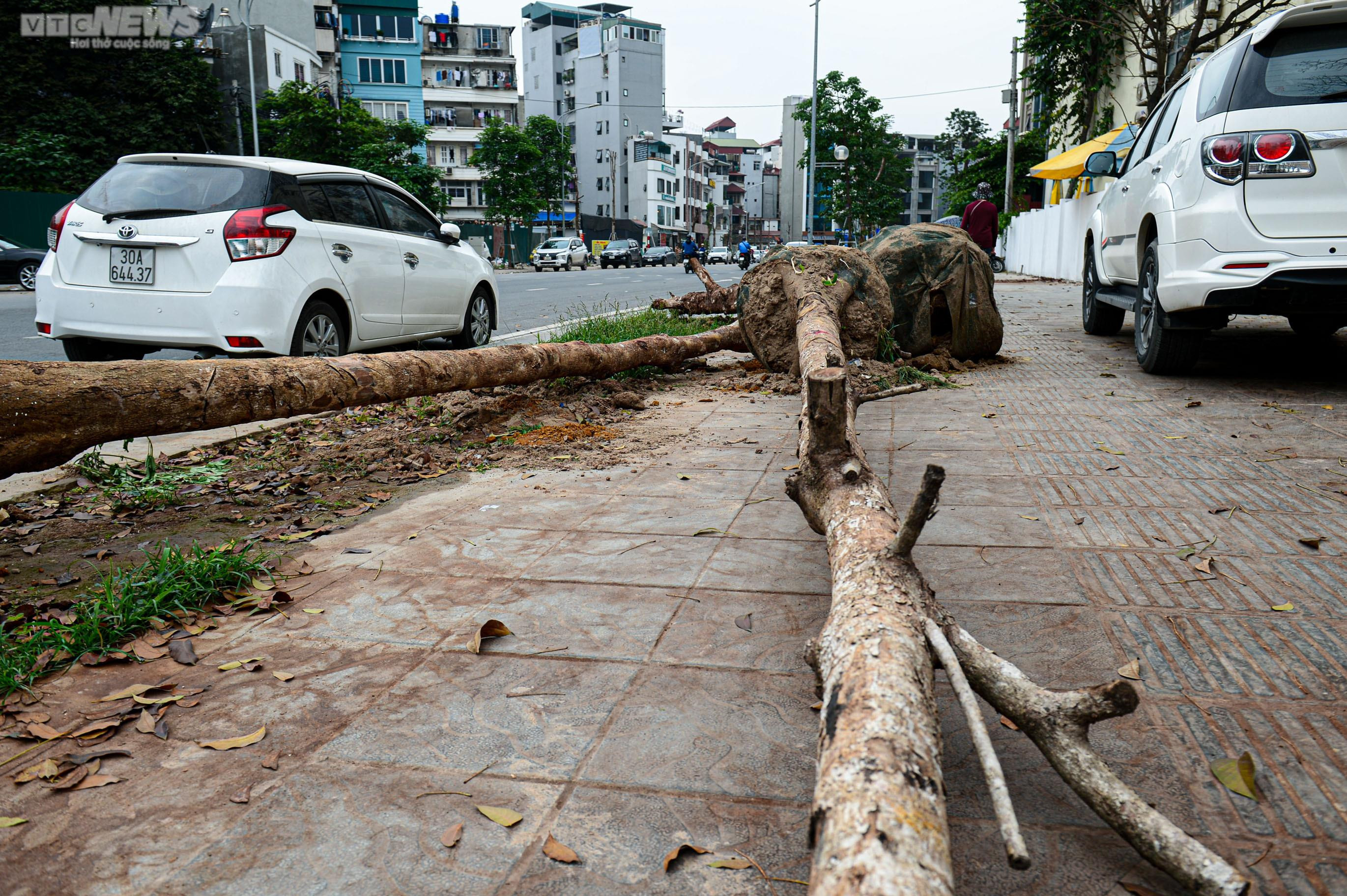 Nhổ bỏ hàng cây chết khô trên con đường hơn 340 tỷ vừa thông xe ở Hà Nội - 14