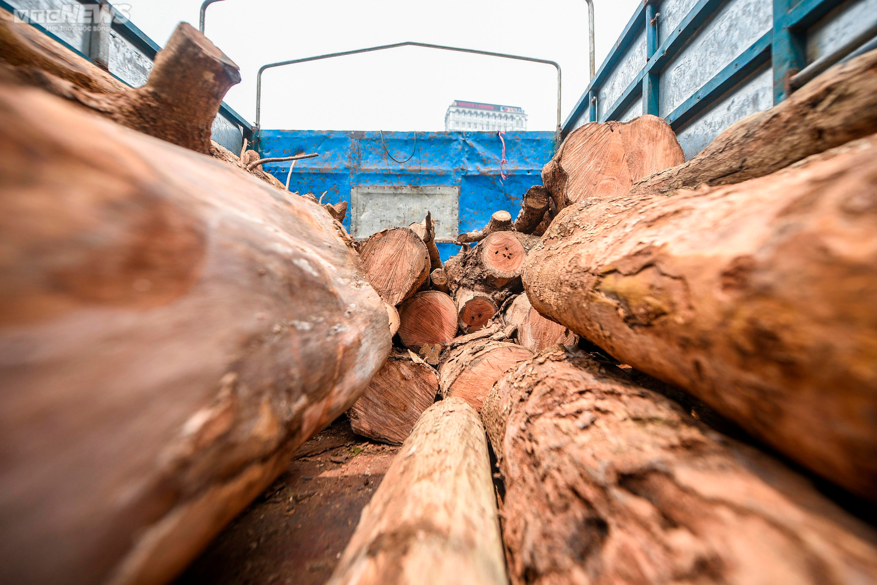 Nhổ bỏ hàng cây chết khô trên con đường hơn 340 tỷ vừa thông xe ở Hà Nội - 9