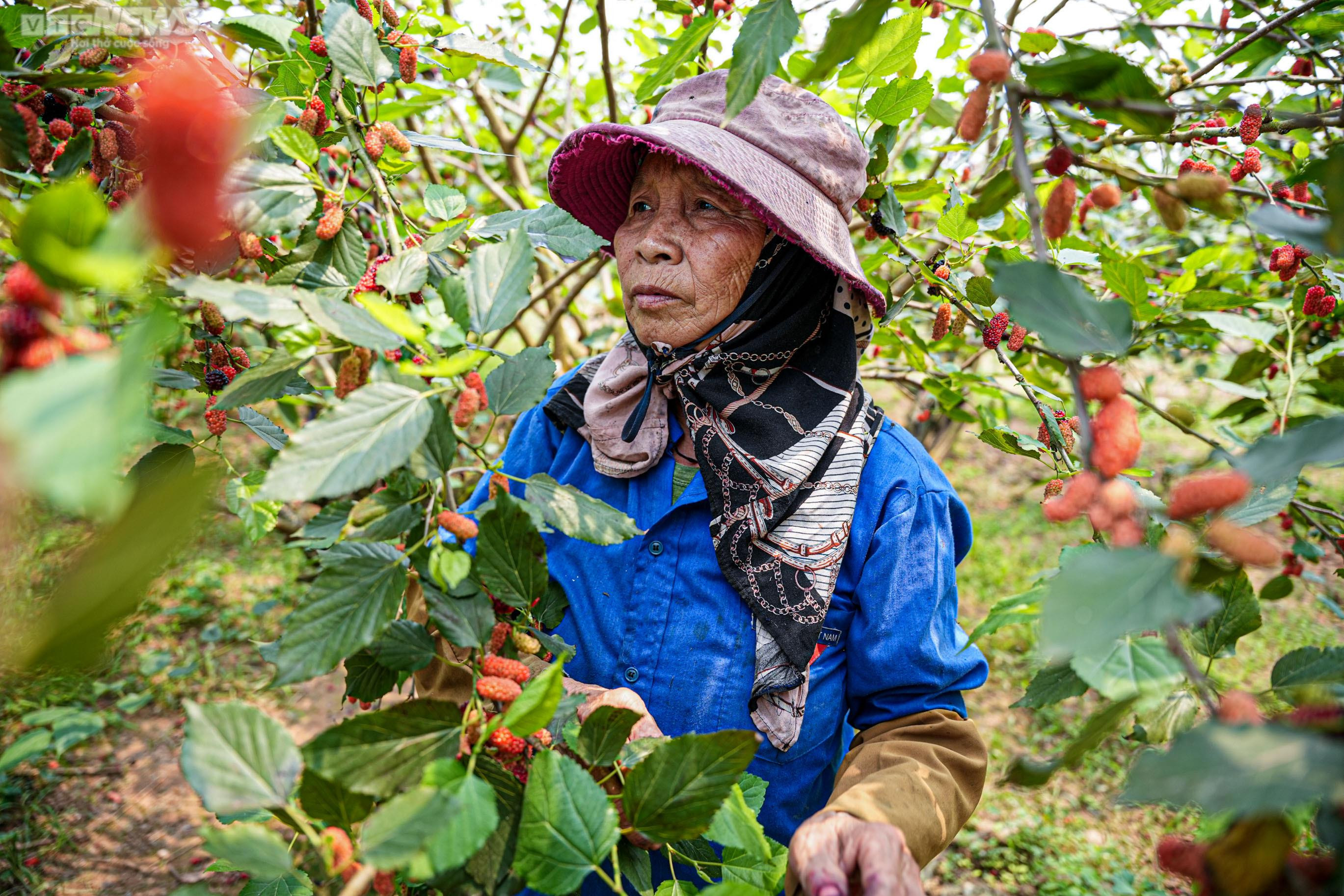 Dâu tằm chín đỏ, nông dân ngoại thành Hà Nội thu tiền triệu mỗi ngày - 5