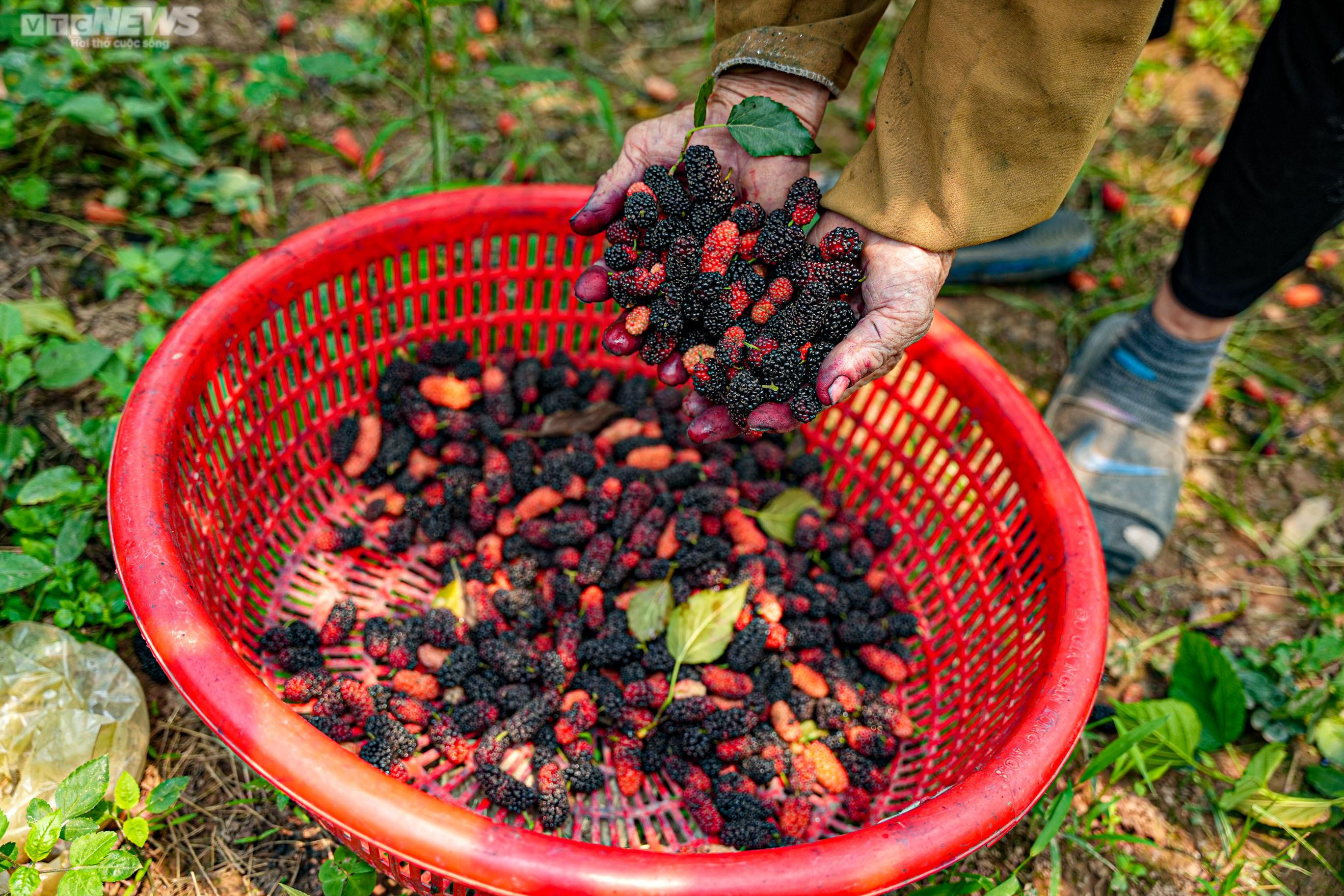 Dâu tằm chín đỏ, nông dân ngoại thành Hà Nội thu tiền triệu mỗi ngày - 6