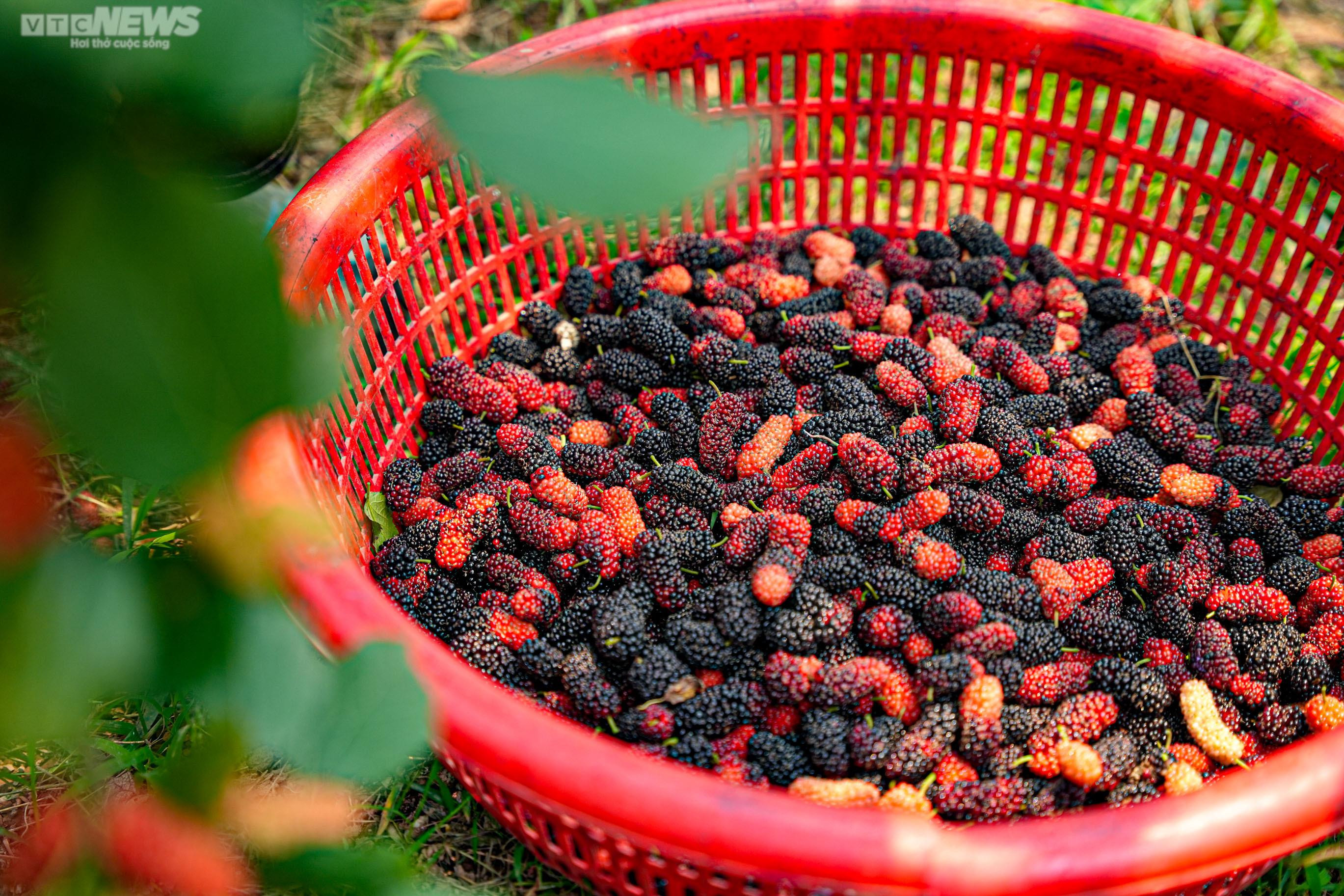 Dâu tằm chín đỏ, nông dân ngoại thành Hà Nội thu tiền triệu mỗi ngày - 9