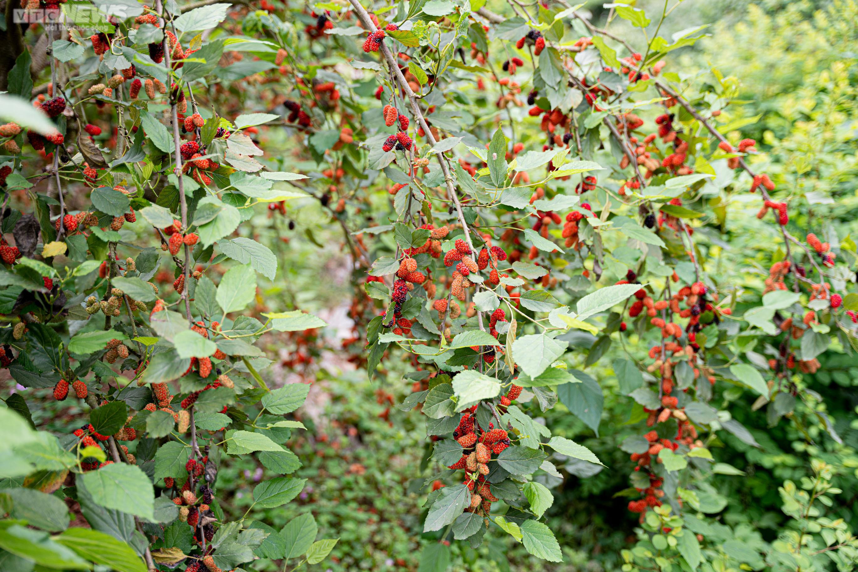 Dâu tằm chín đỏ, nông dân ngoại thành Hà Nội thu tiền triệu mỗi ngày - 2