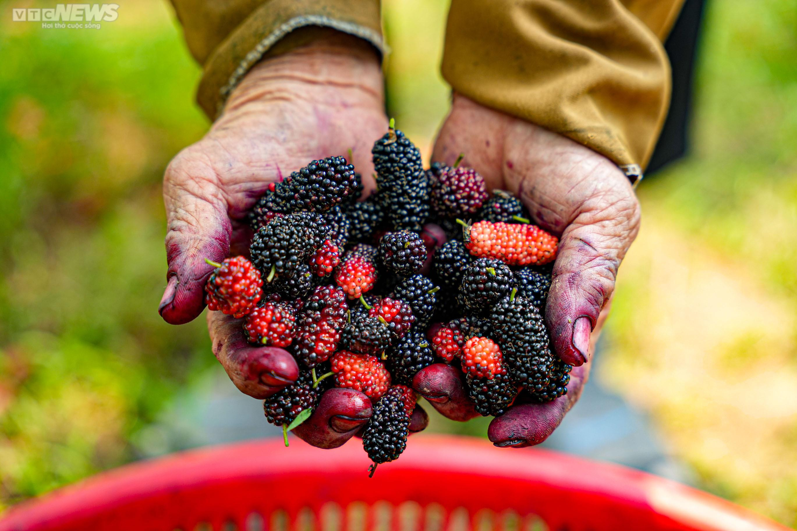 Dâu tằm chín đỏ, nông dân ngoại thành Hà Nội thu tiền triệu mỗi ngày - 8